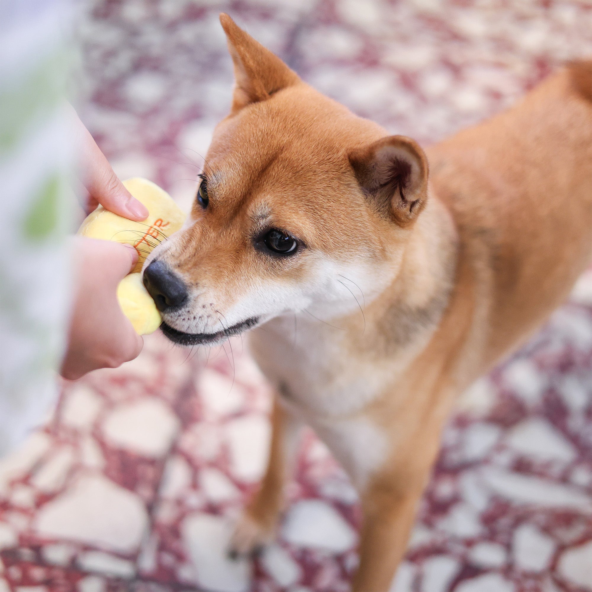 Woof² Buttered Pineapple Bun 2-in-1 Pet Toy