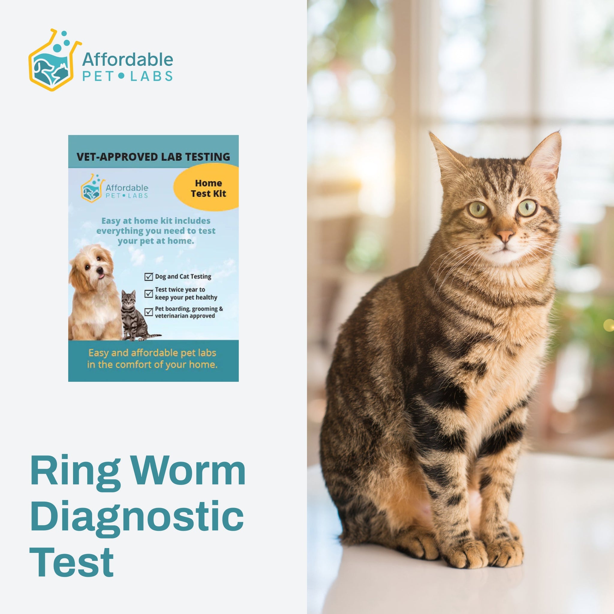 Easy Home Collection Kit Ring Worm Diagnostic Test (Cats)