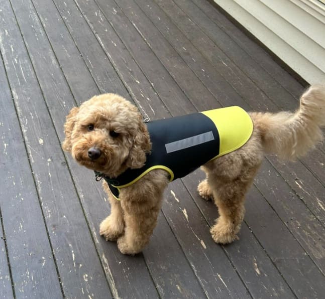 Anti-Bite Protection Vest for Dogs - Yellow