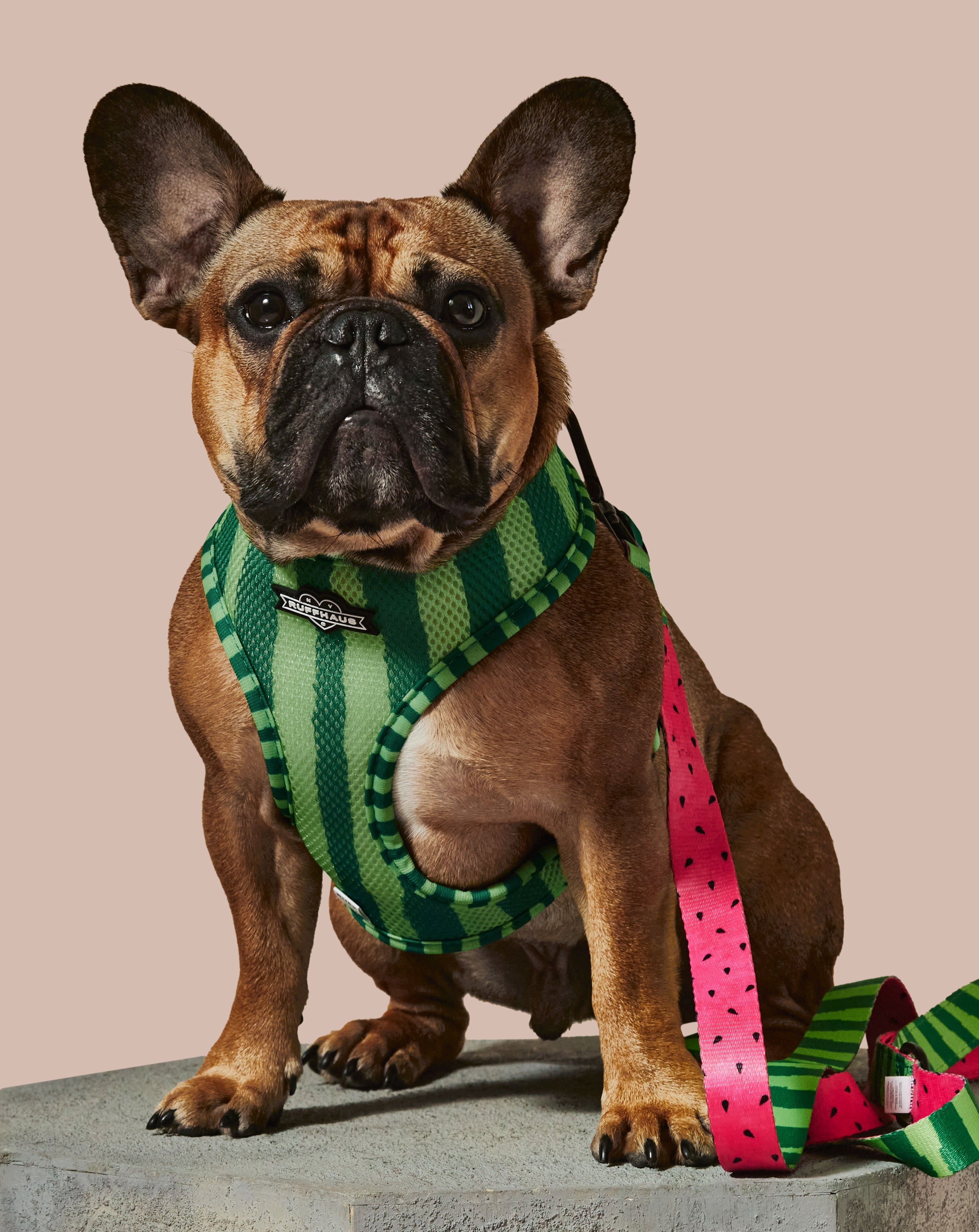 What-A-Melon Reversible Harness