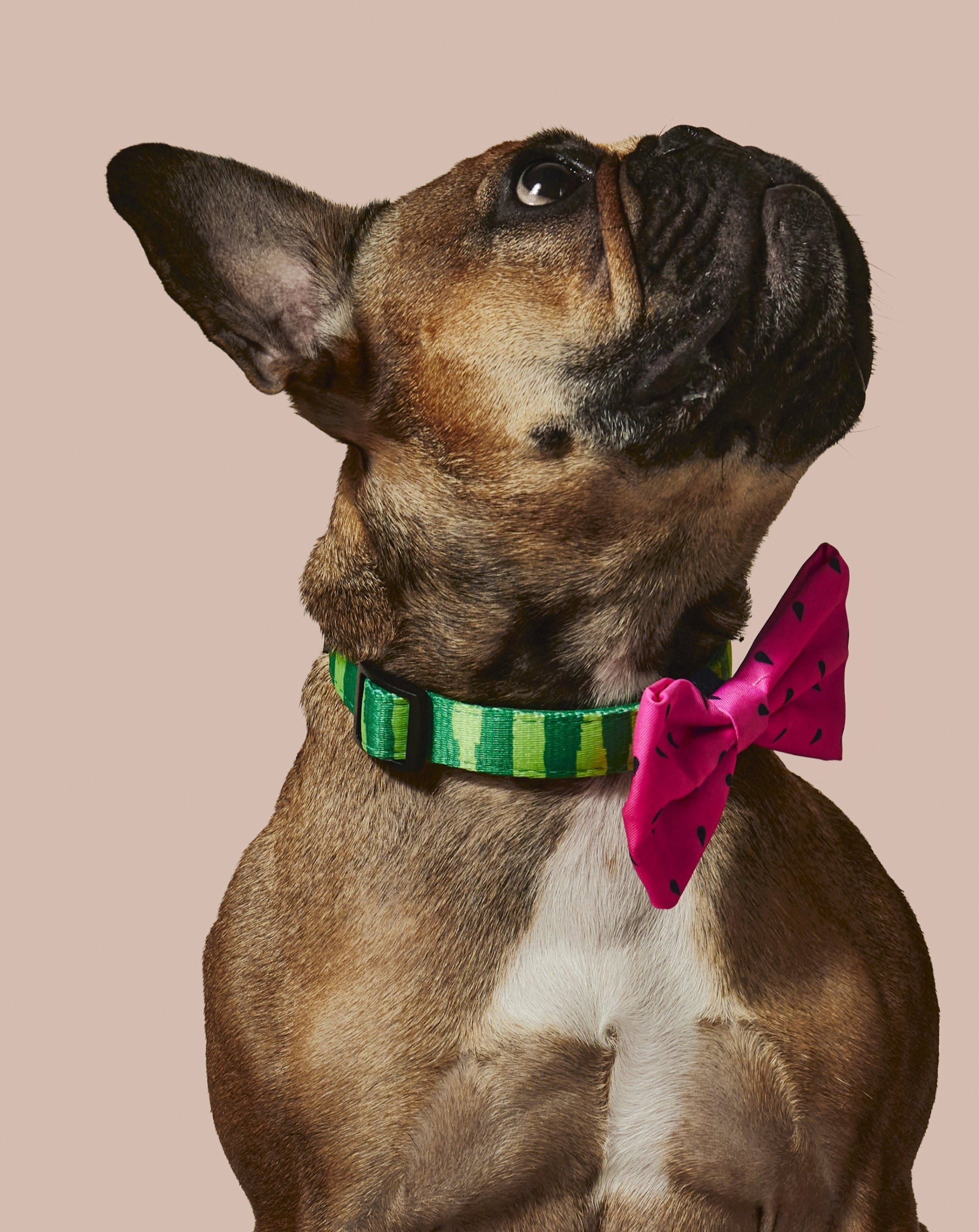 What-A-Melon Collar & Bowtie