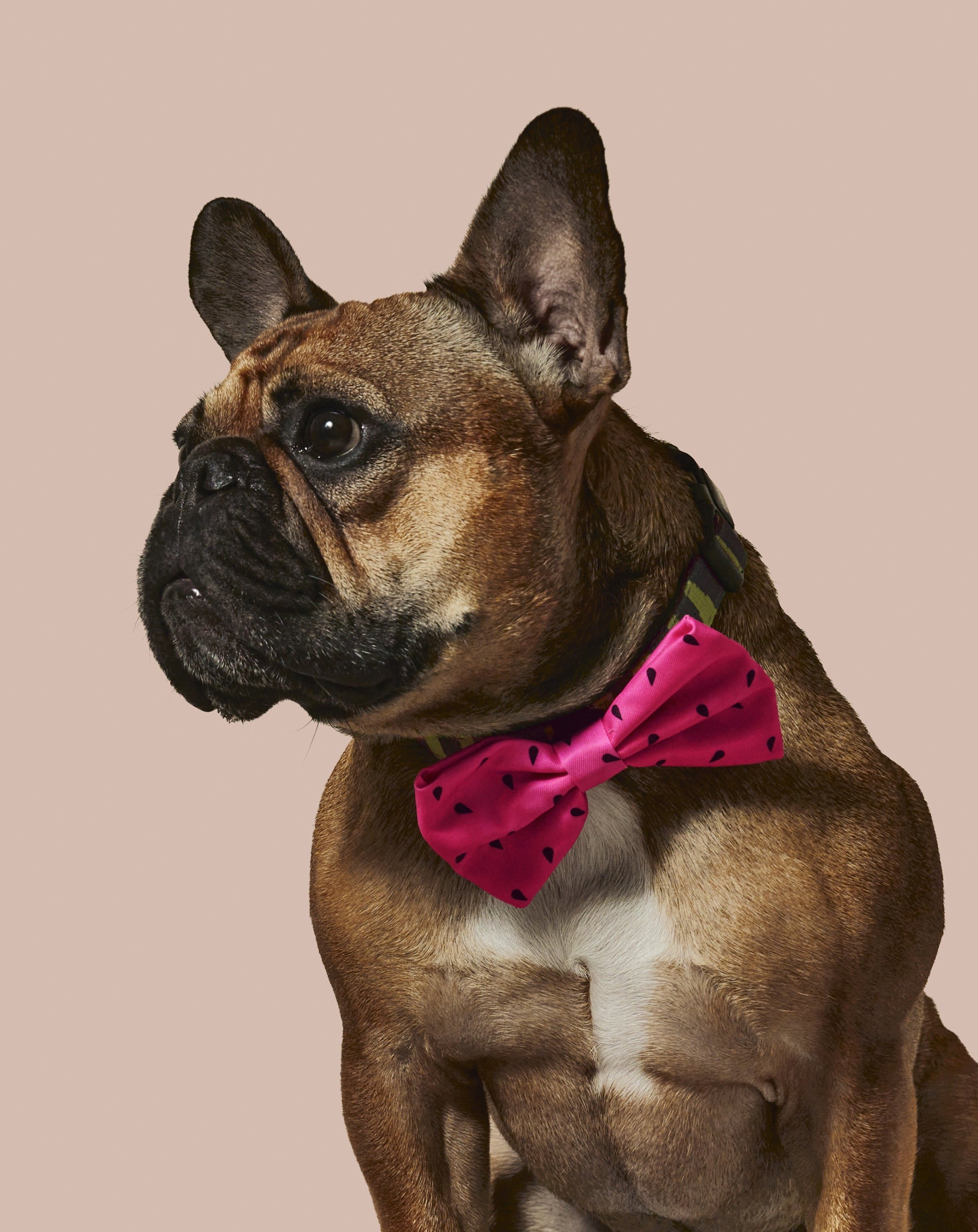 What-A-Melon Collar & Bowtie