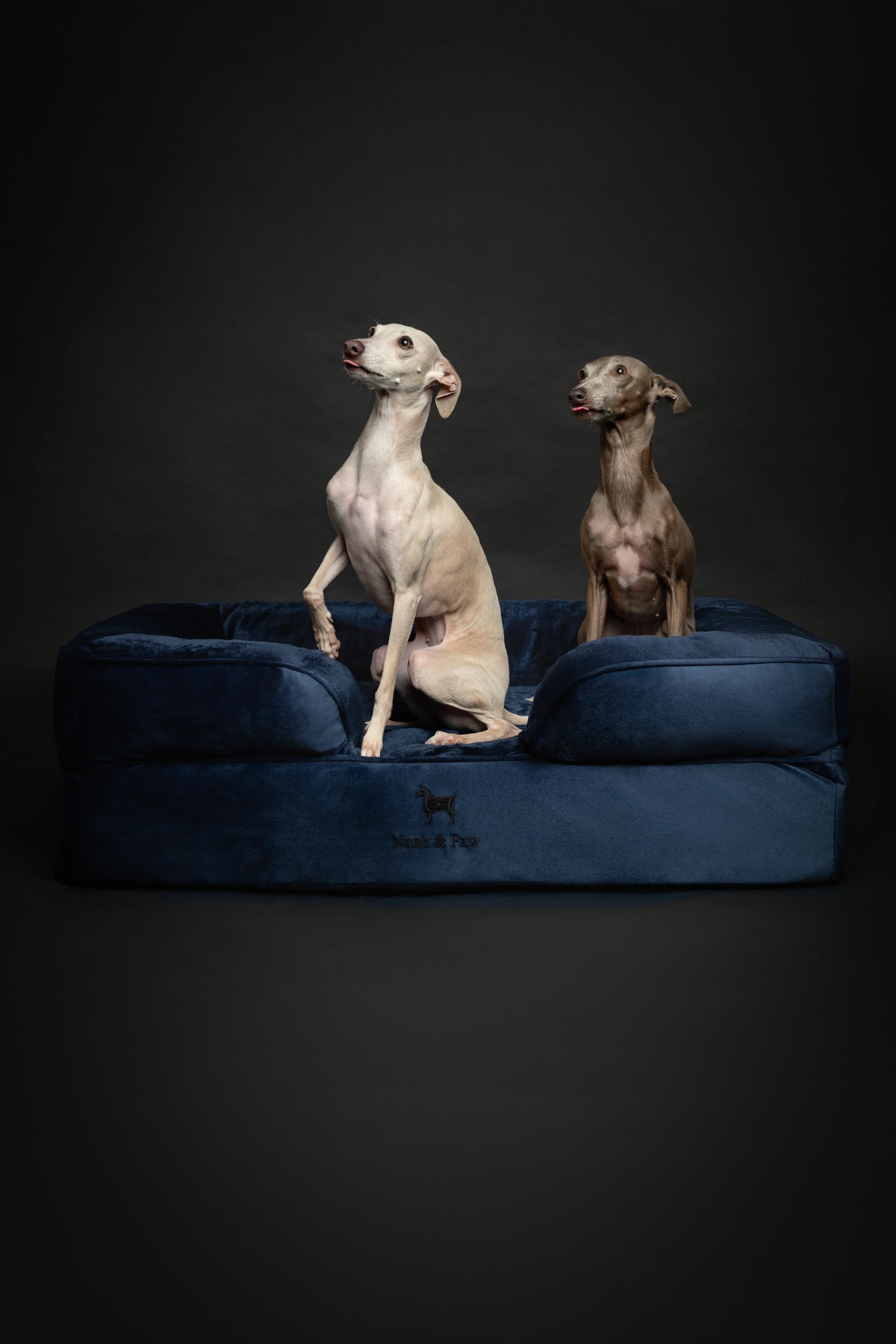 Velvet Orthopedic Pet Bed, Memory Foam, Infused with Cooling Gel