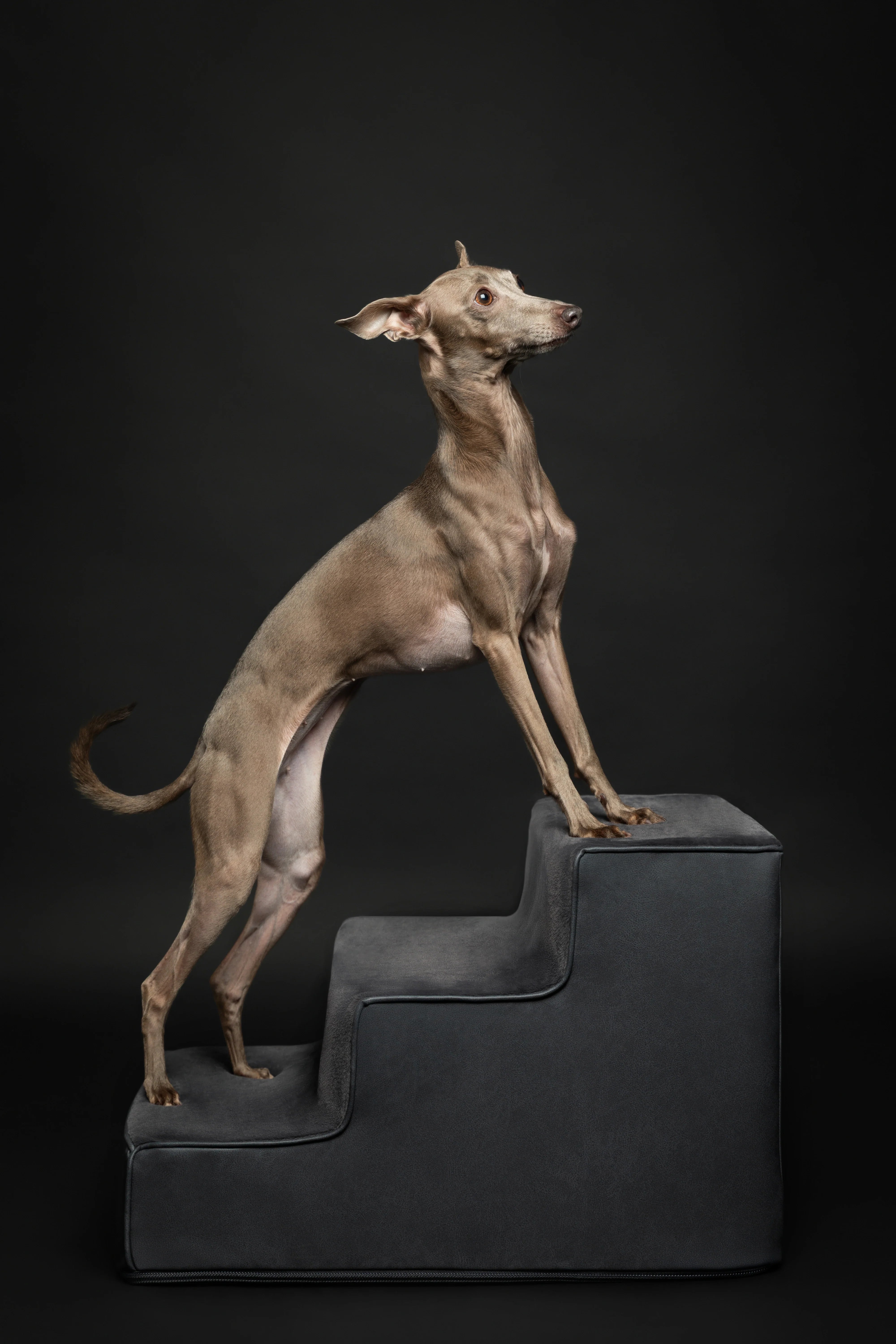 Luxury Dog Stairs for Bed, Faux Leather Collection, Black