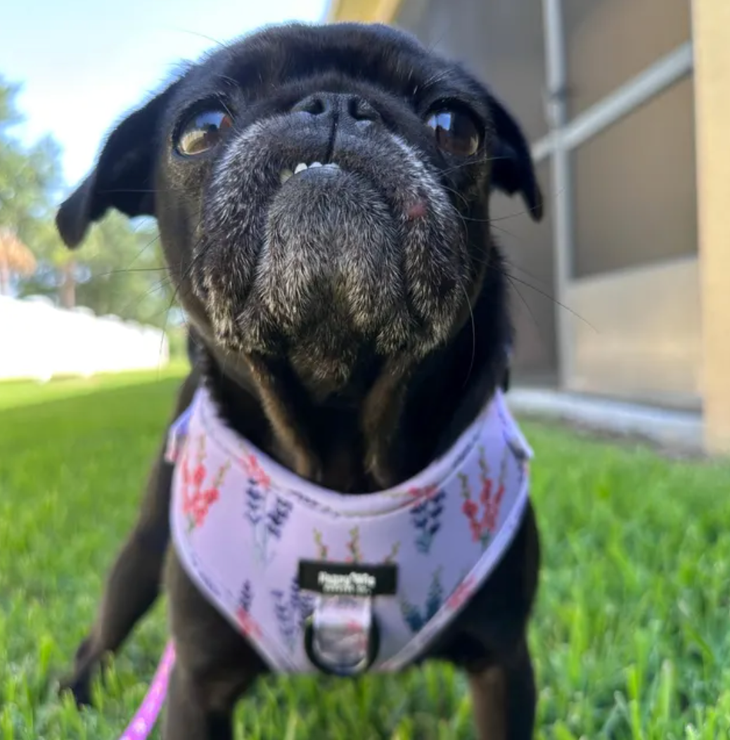 Lavender Fields Walking Set