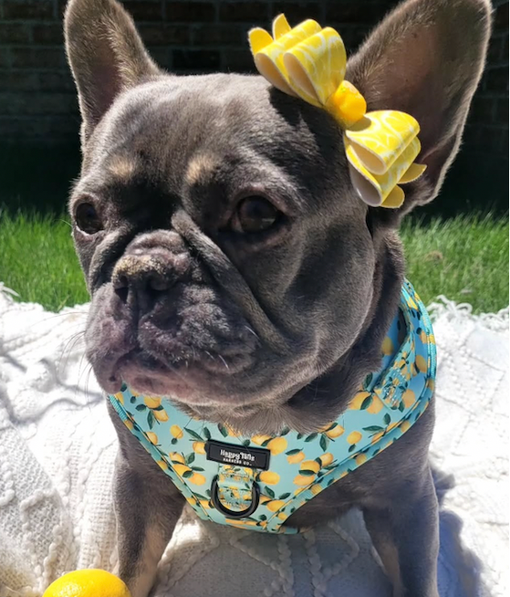 Lemon Drop Walking Set