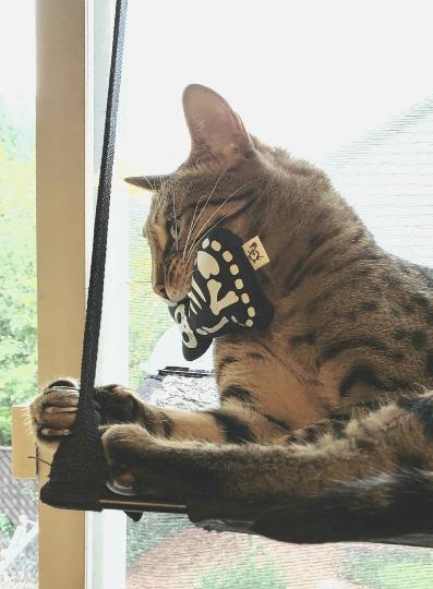 Skelekitty Twin Pack