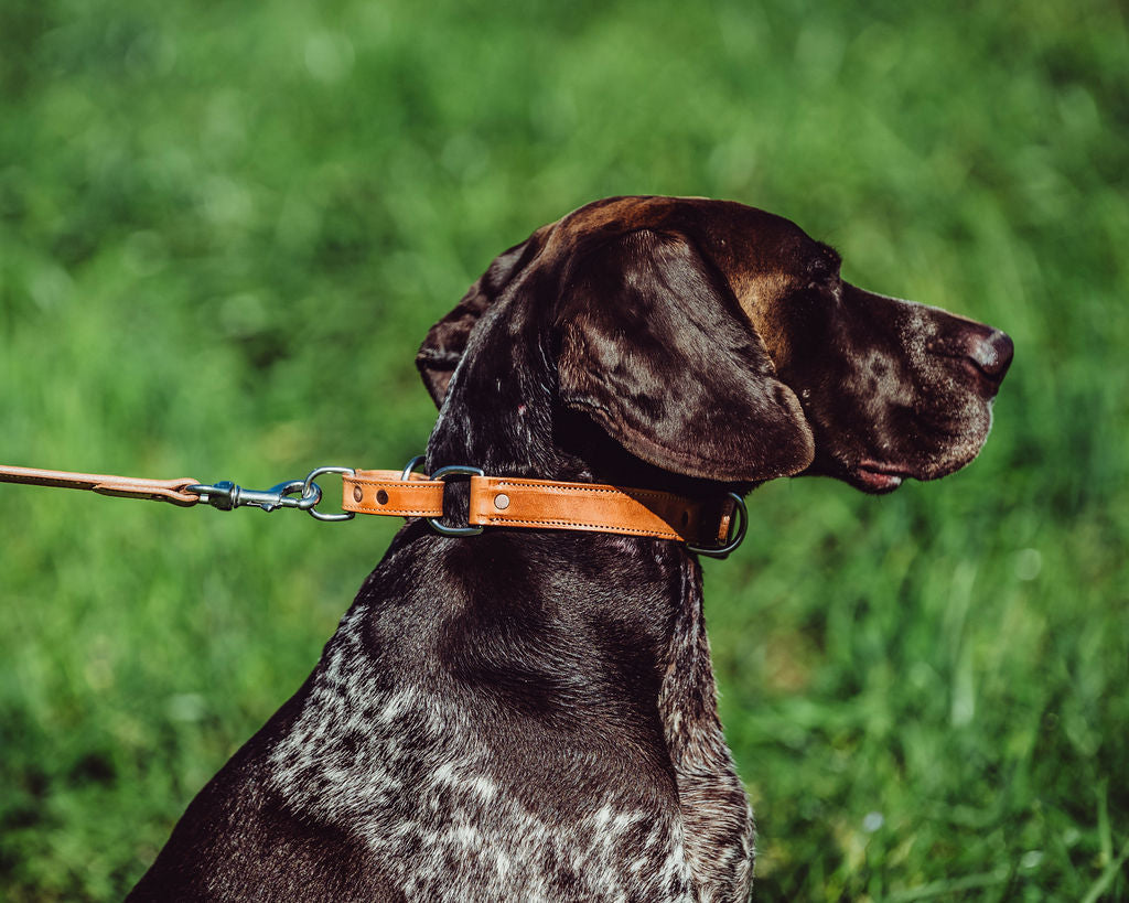 Martingale Collar