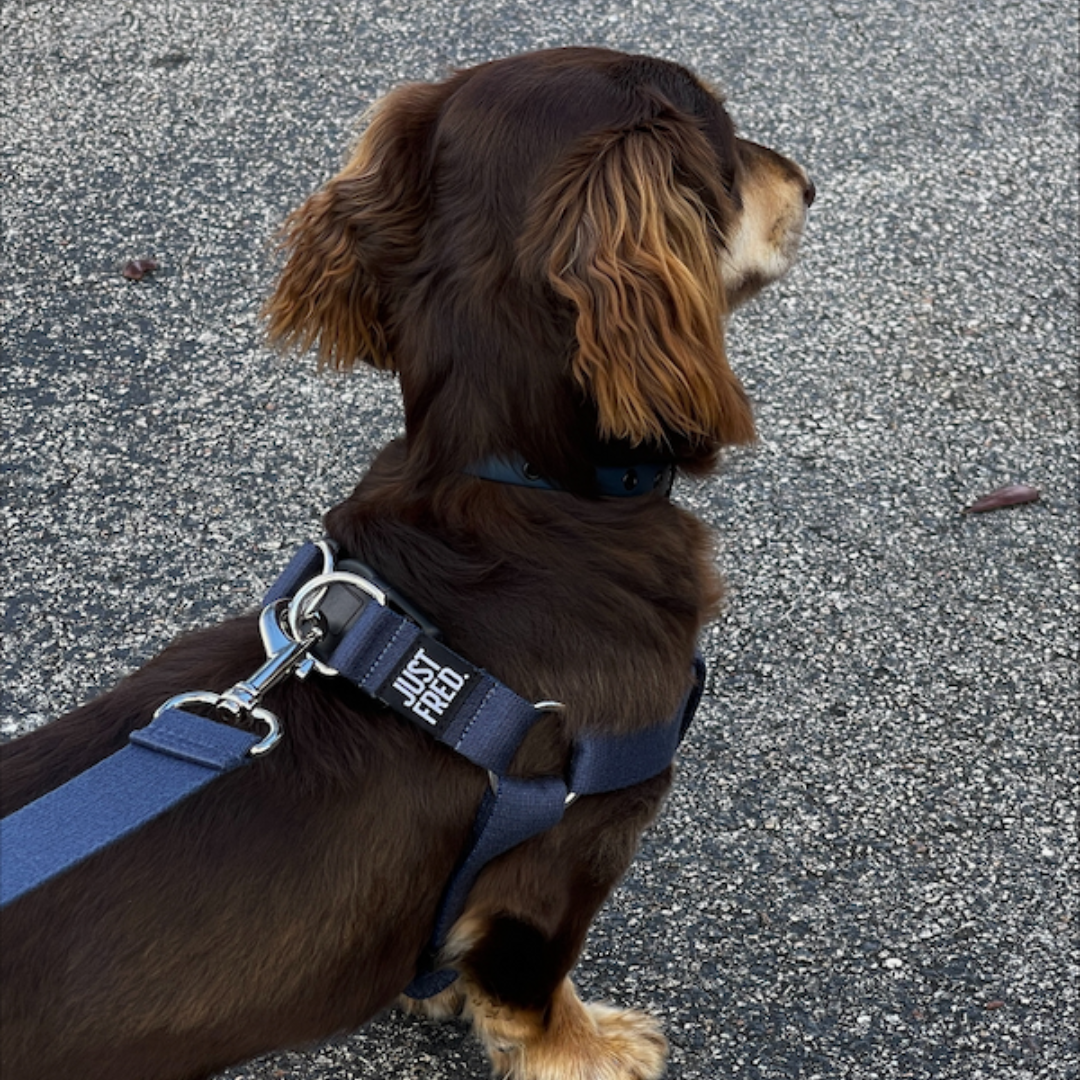 Step In Harness