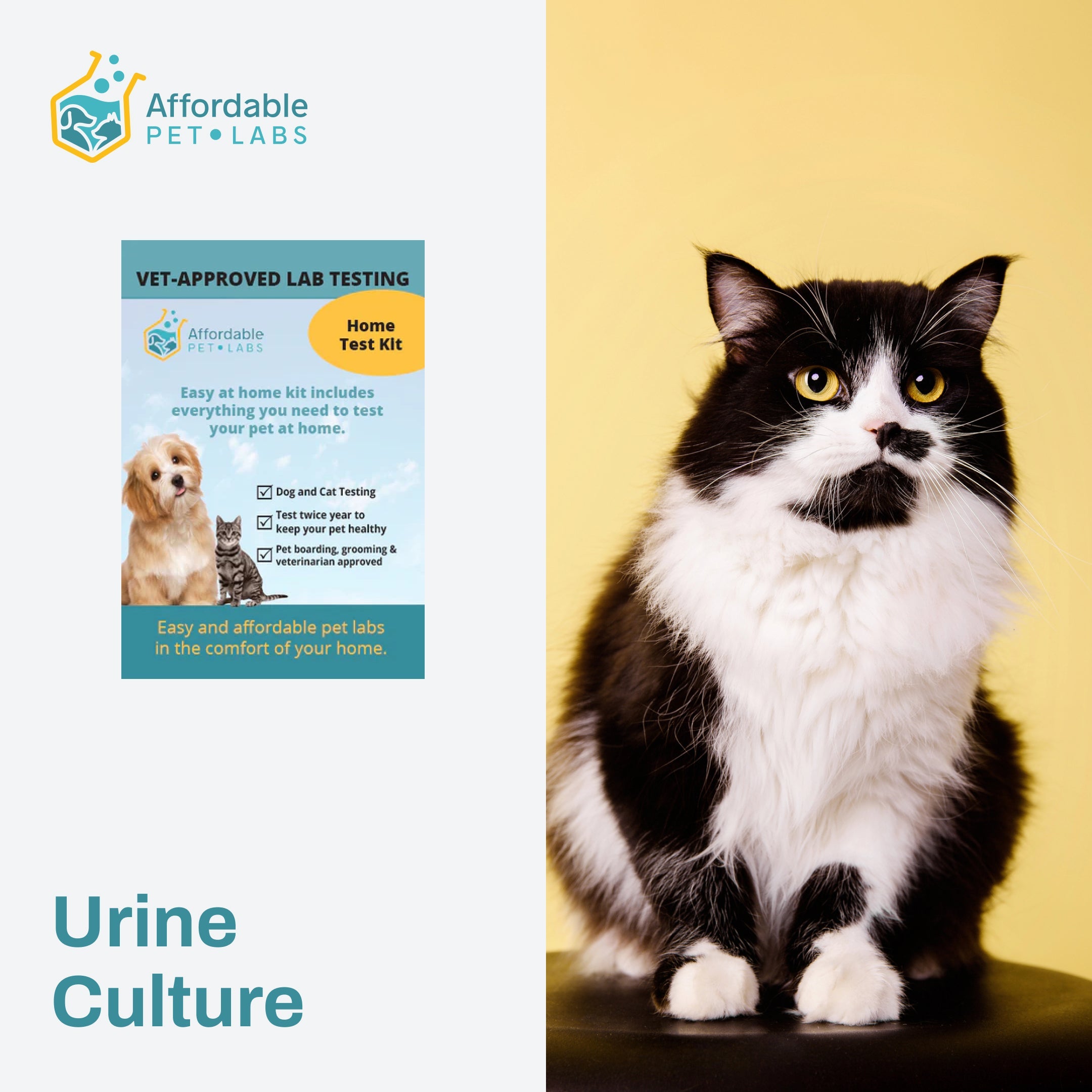 Easy Home Kit: Affordable Pet Labs Urine Culture For Cats