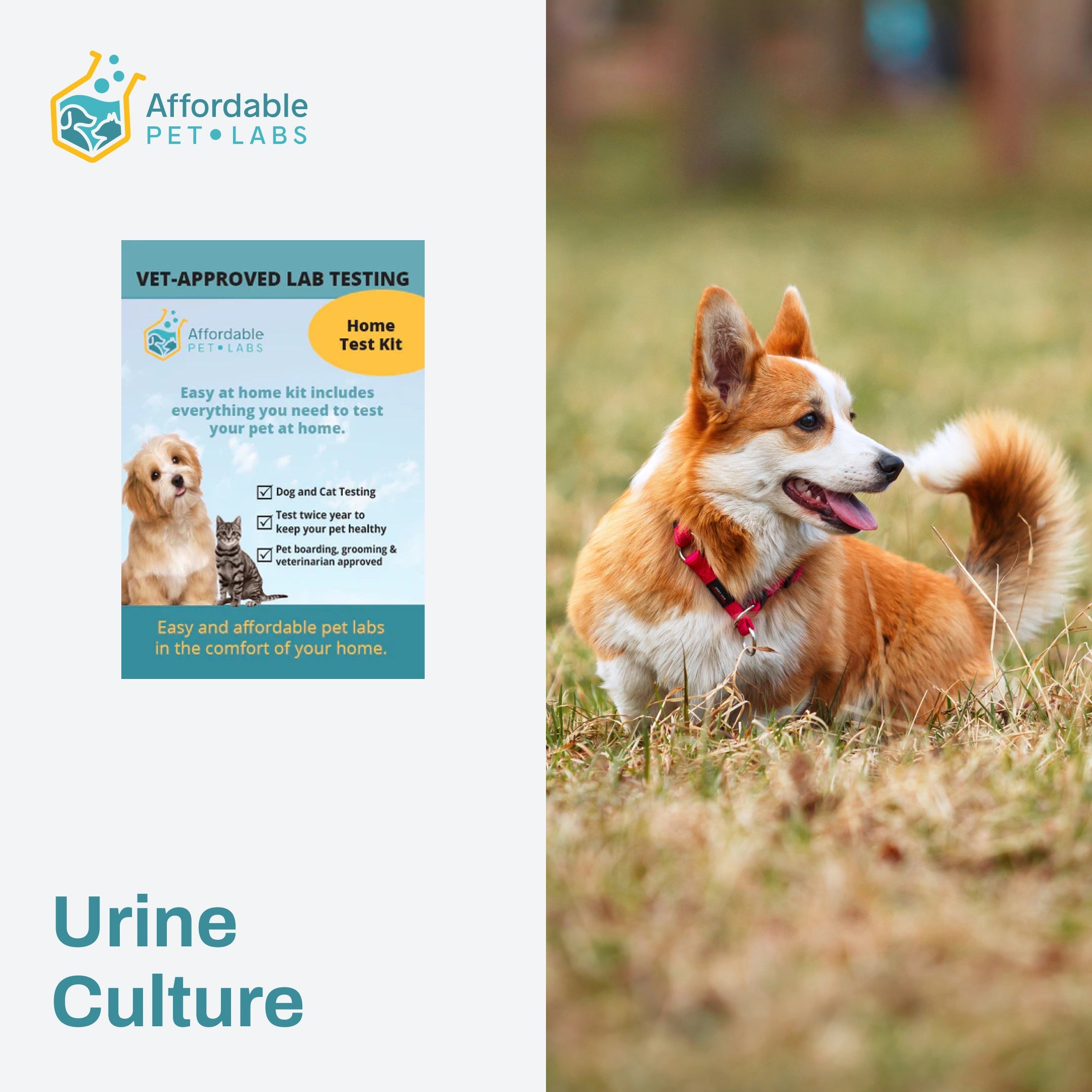 Easy Home Kit: Affordable Pet Labs Urine Culture For Dogs