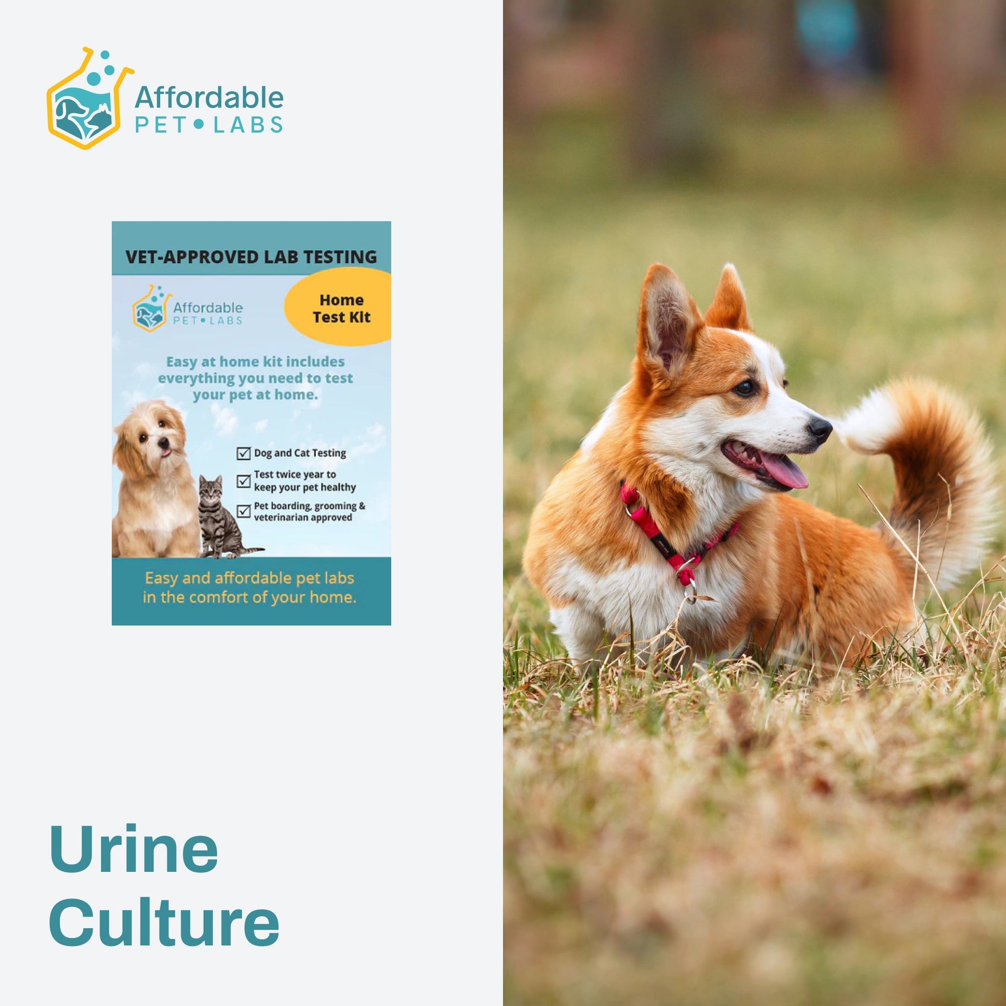 Easy Home Kit: Affordable Pet Labs Urine Culture For Dogs