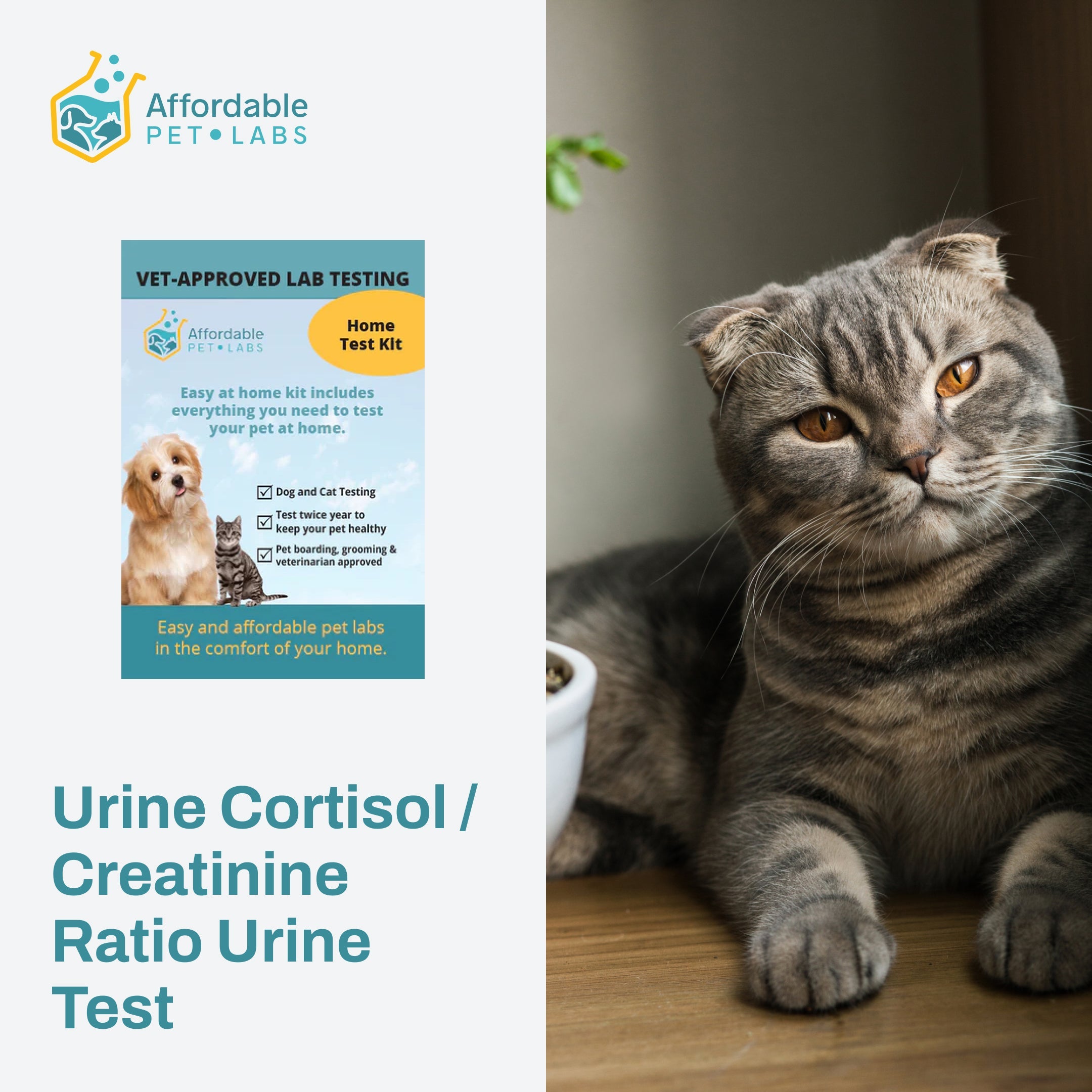 Easy Home Kit: Affordable Pet Labs Urine Cortisol / Creatinine Ratio Urine Test For Cats
