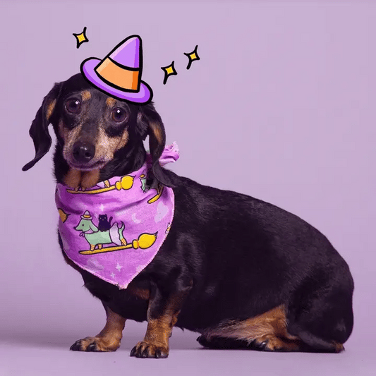 Bandana・Witchy Weenie