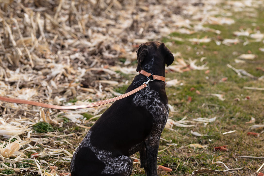 Standard Stitched ¾” 6 foot Walking Leash