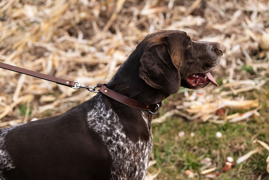 Standard Stitched ¾” 6 foot Walking Leash