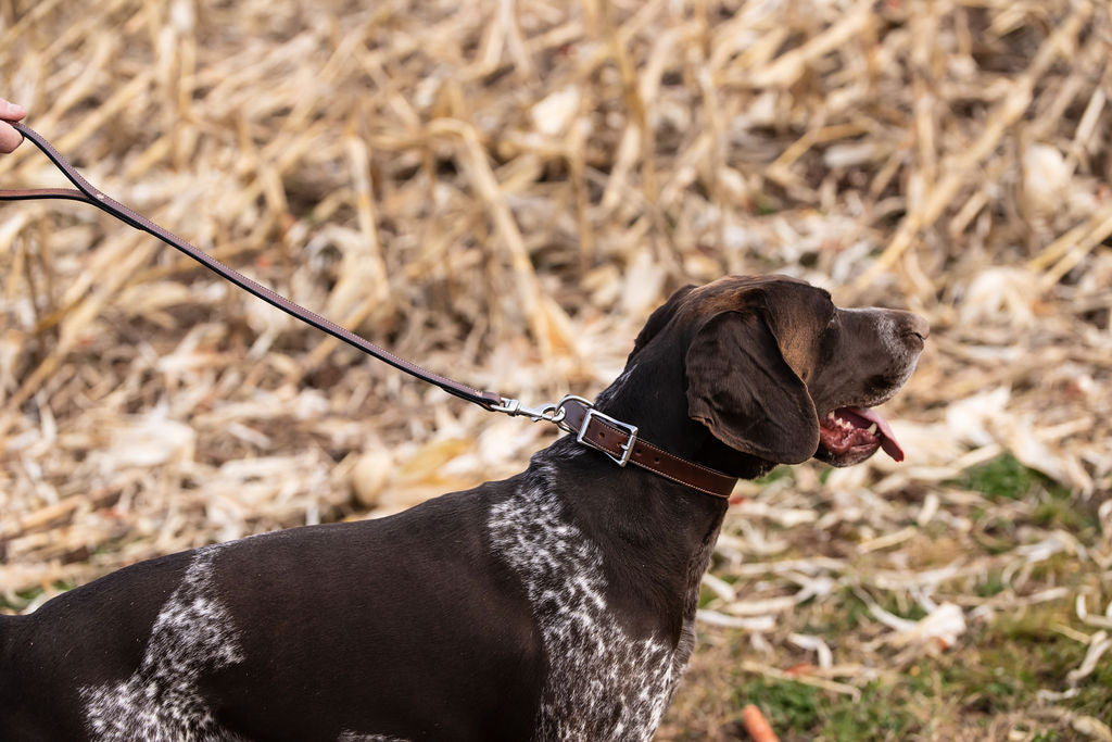 1” Standard Stitch Dog Collar