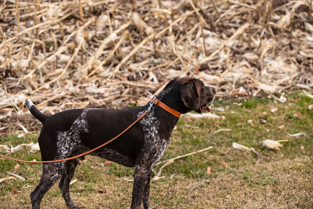 1” Standard Stitch Dog Collar