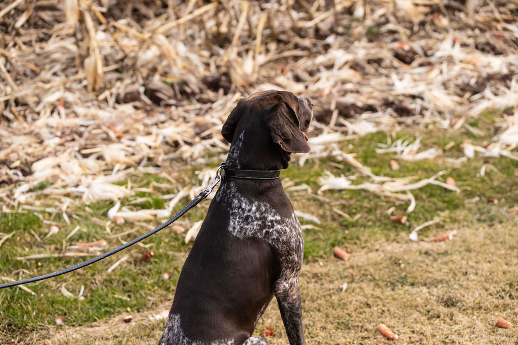 1” Standard Stitch Dog Collar