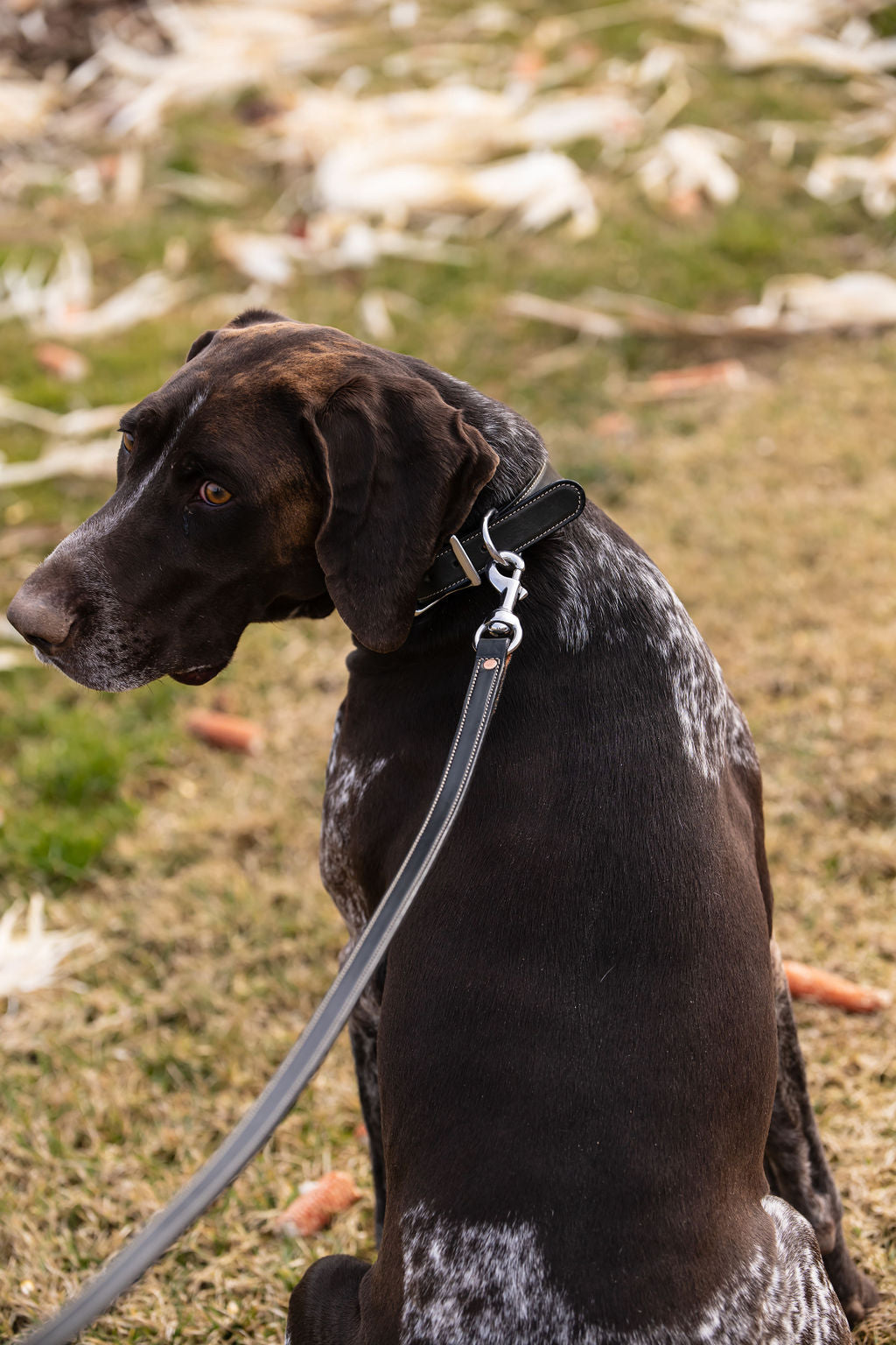 Standard Stitched ¾” 6 foot Walking Leash