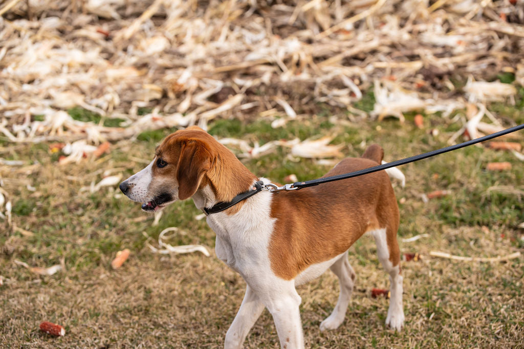 ¾” Field Collar