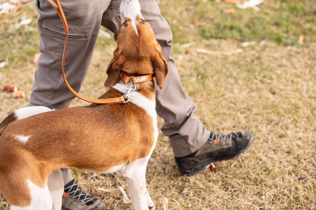 ¾” Field Collar