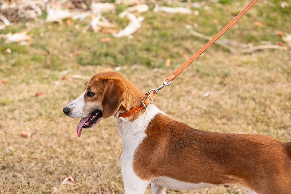 Standard Stitched ¾” Dog Collar