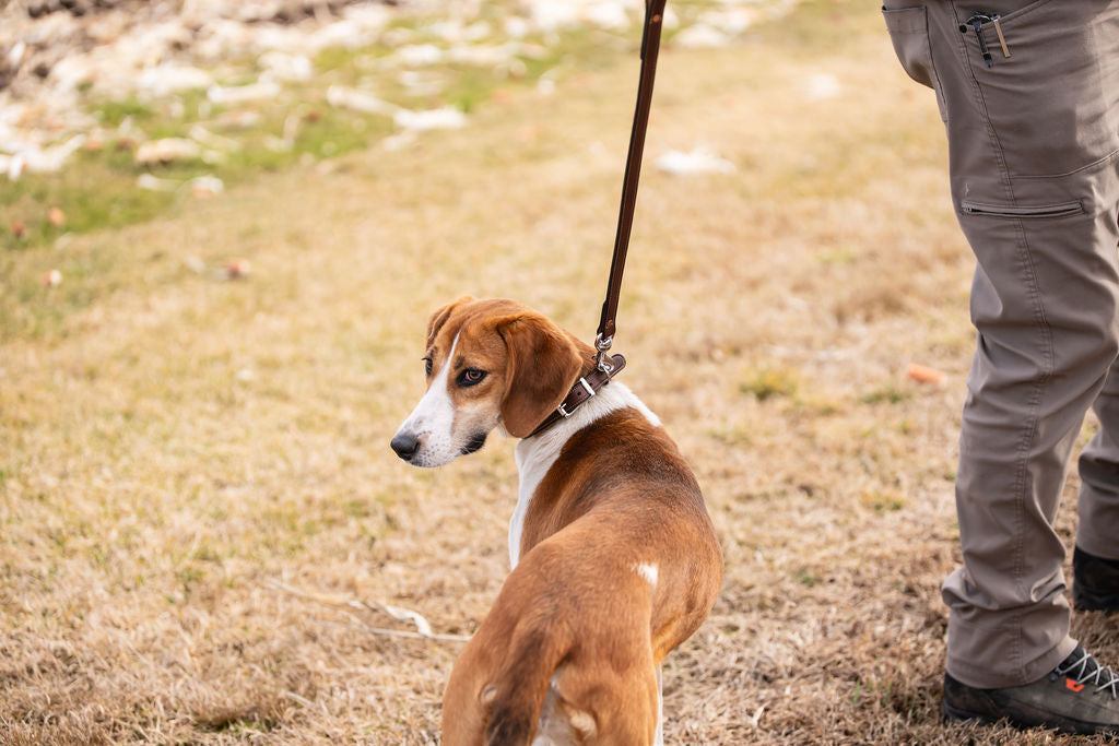 Standard Stitched ¾” Dog Collar