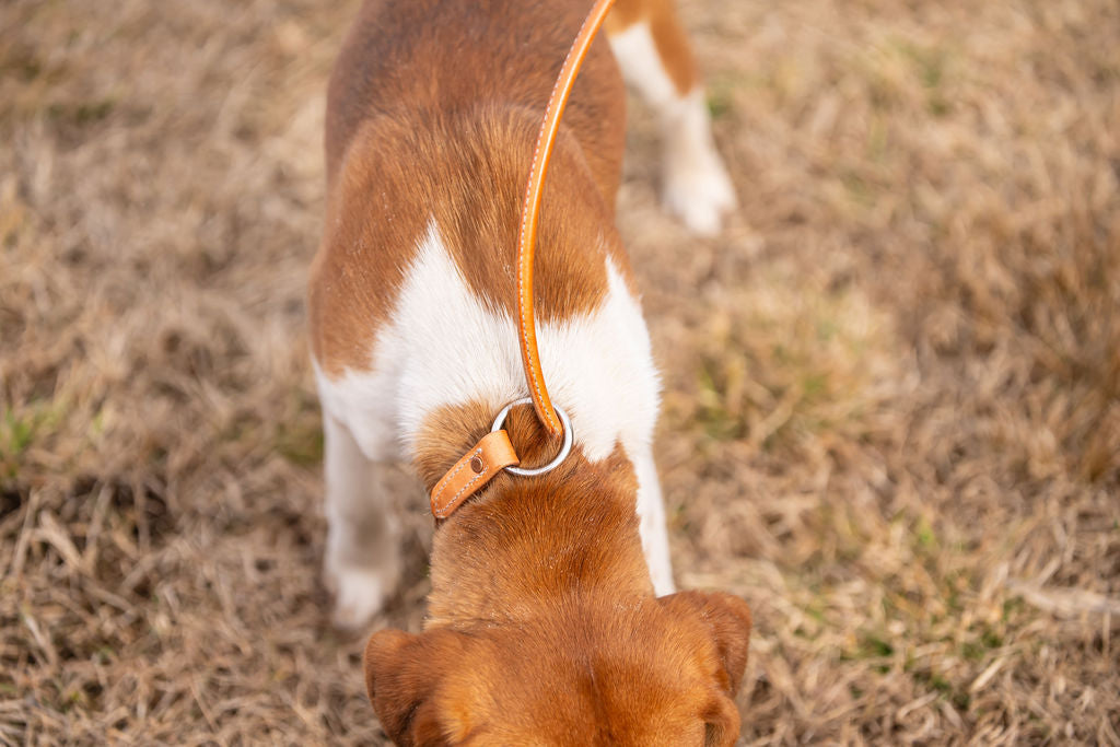 Slip Leash