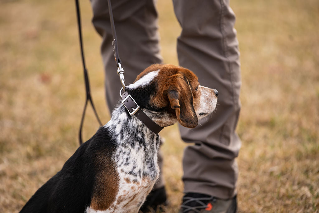 Standard ¾” Dog Collar H.C.