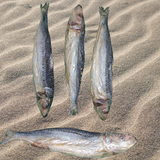 Freeze Dried Sardine