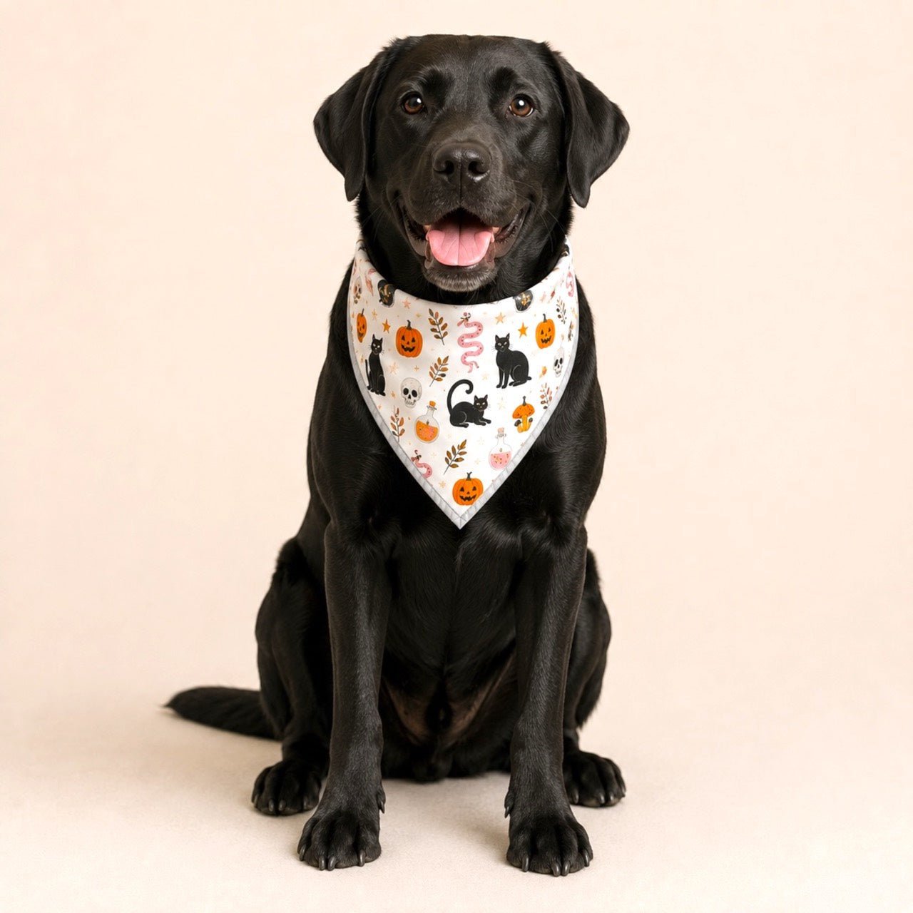 Adjustable Gold Chain Dog Bandana - Black Cat Potions