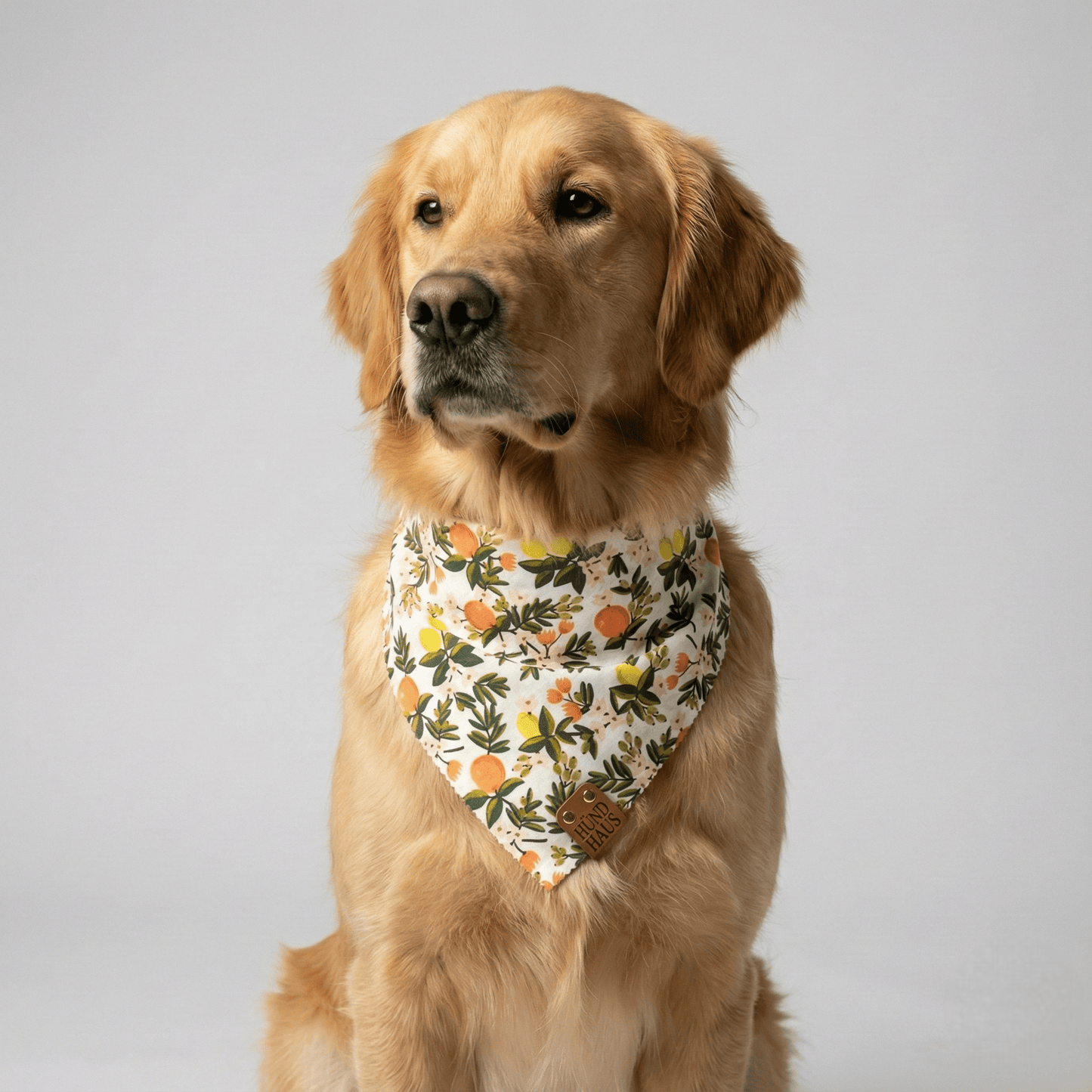 Adjustable Strap Dog Bandana With Gold Hardware & Interchangeable Prints
