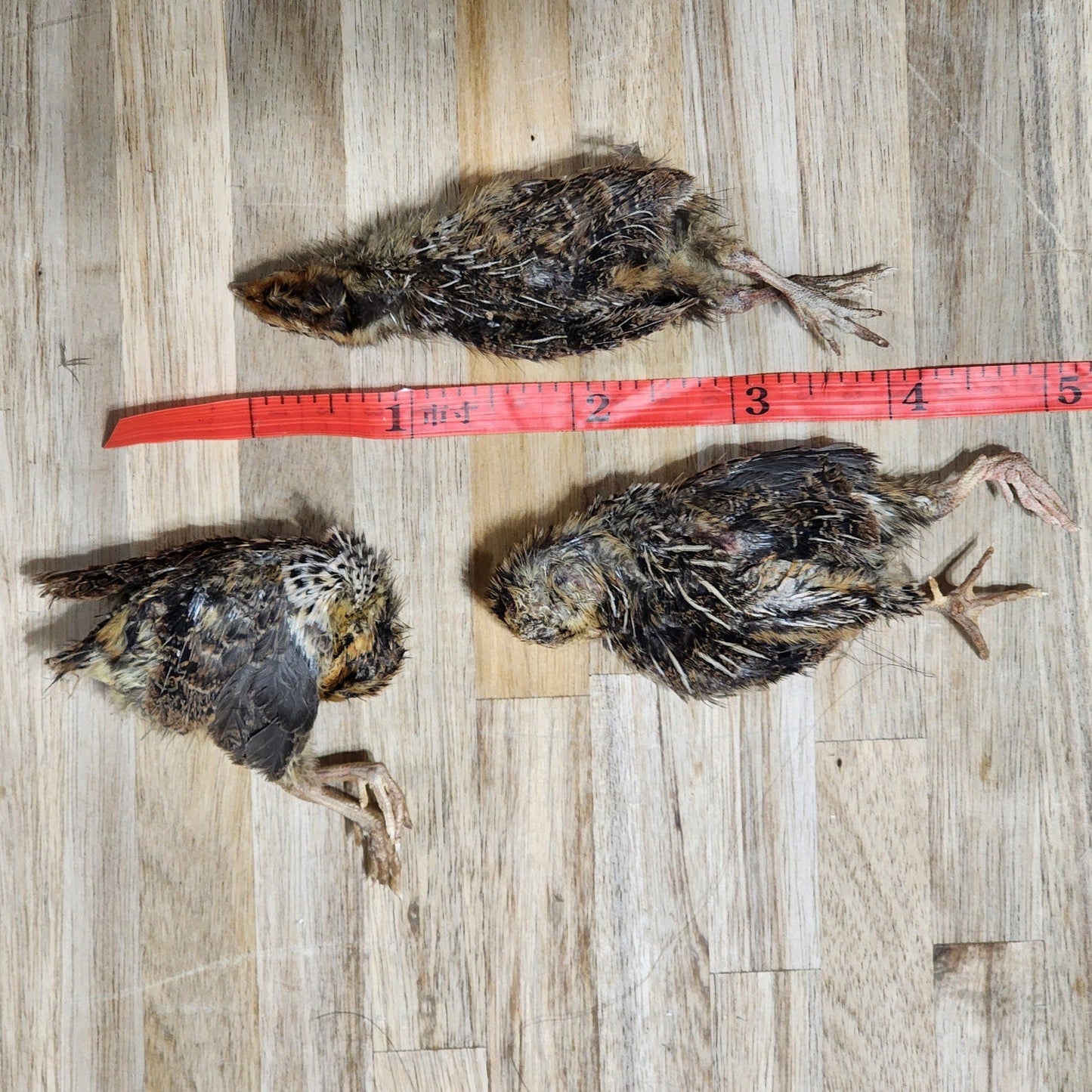 Freeze Dried Quail (Small)
