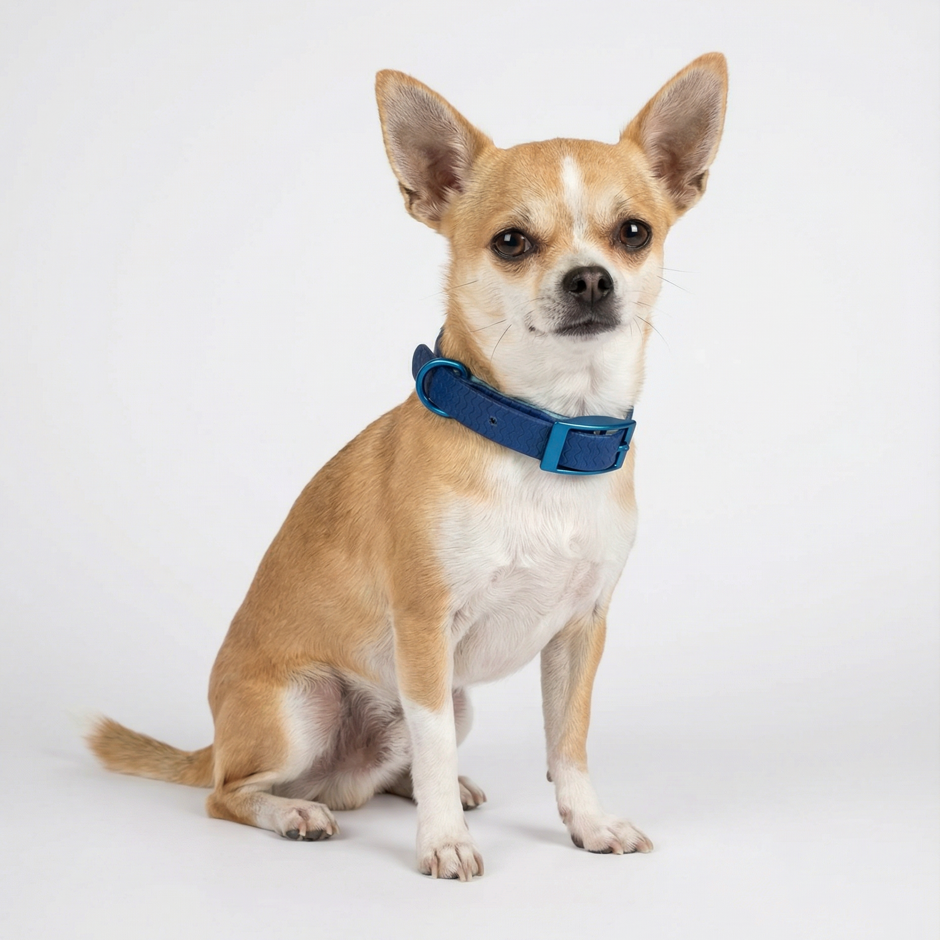 Jelly Collar - Waterproof Collar For Small Dogs