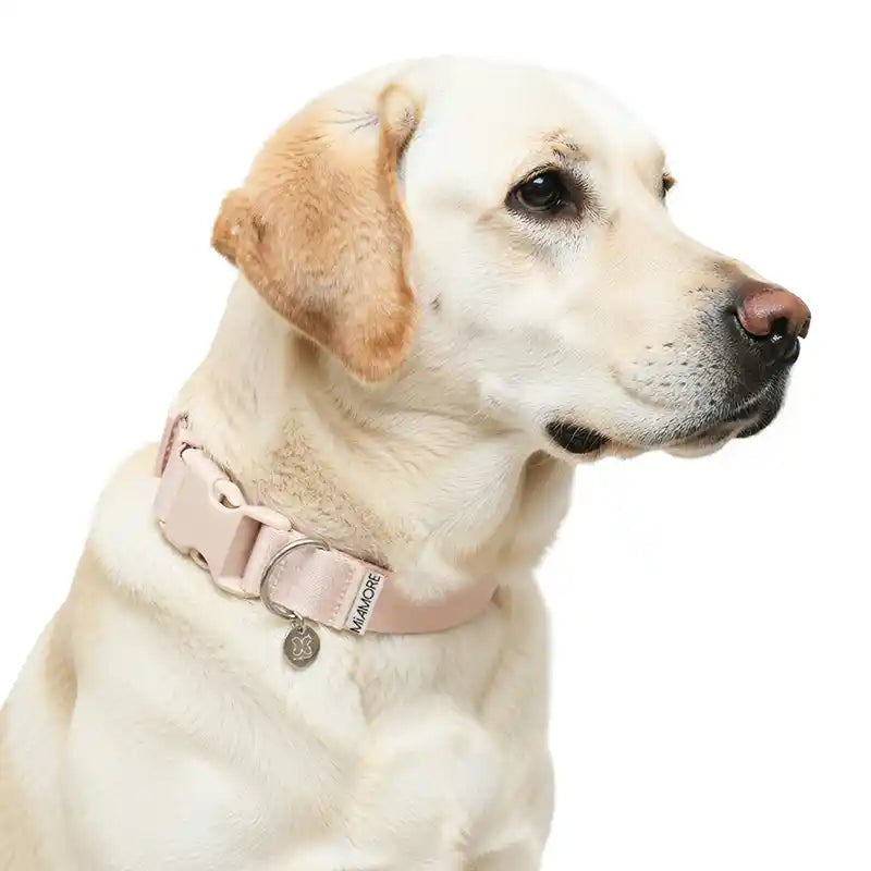 Amore Dog Collar in Petal Pink