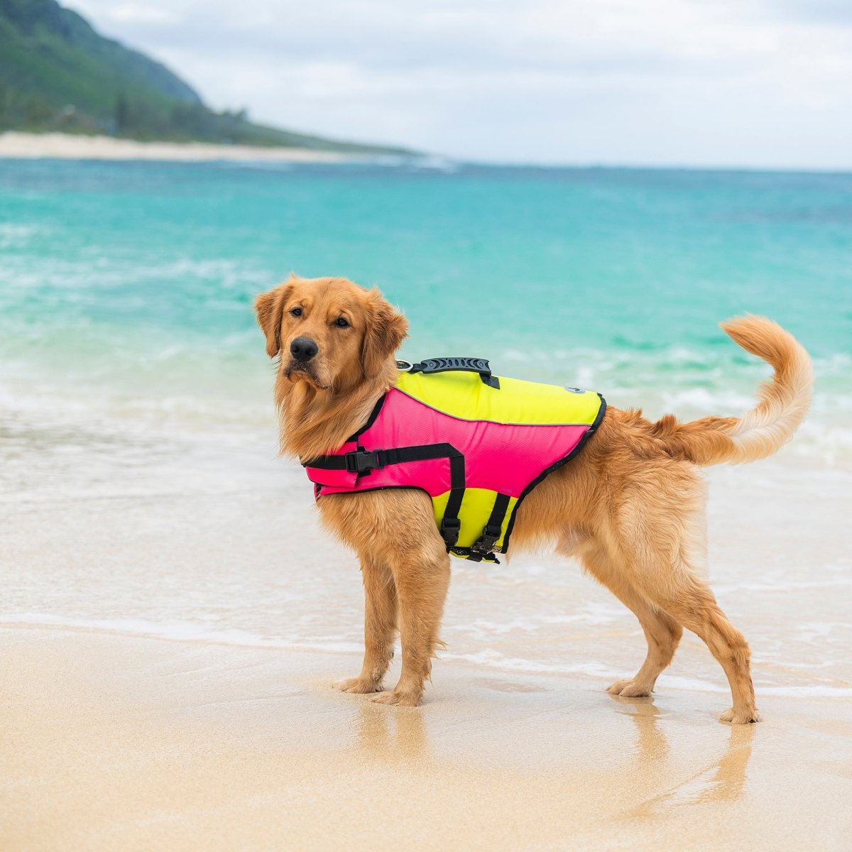Body Glove Ripstop Pet Life Jacket
