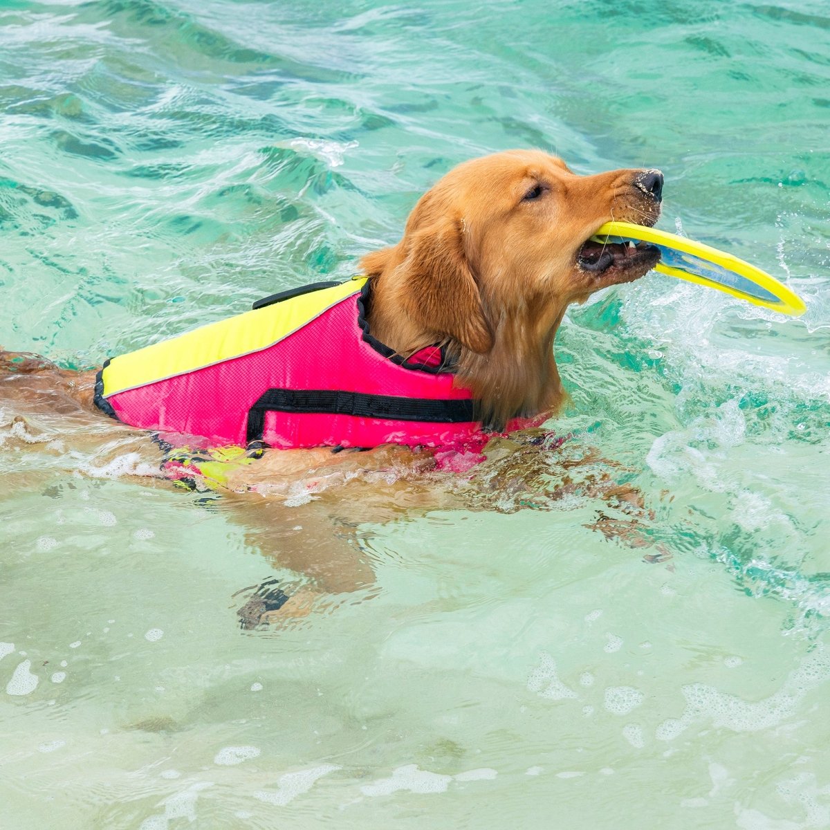 Body Glove Ripstop Pet Life Jacket