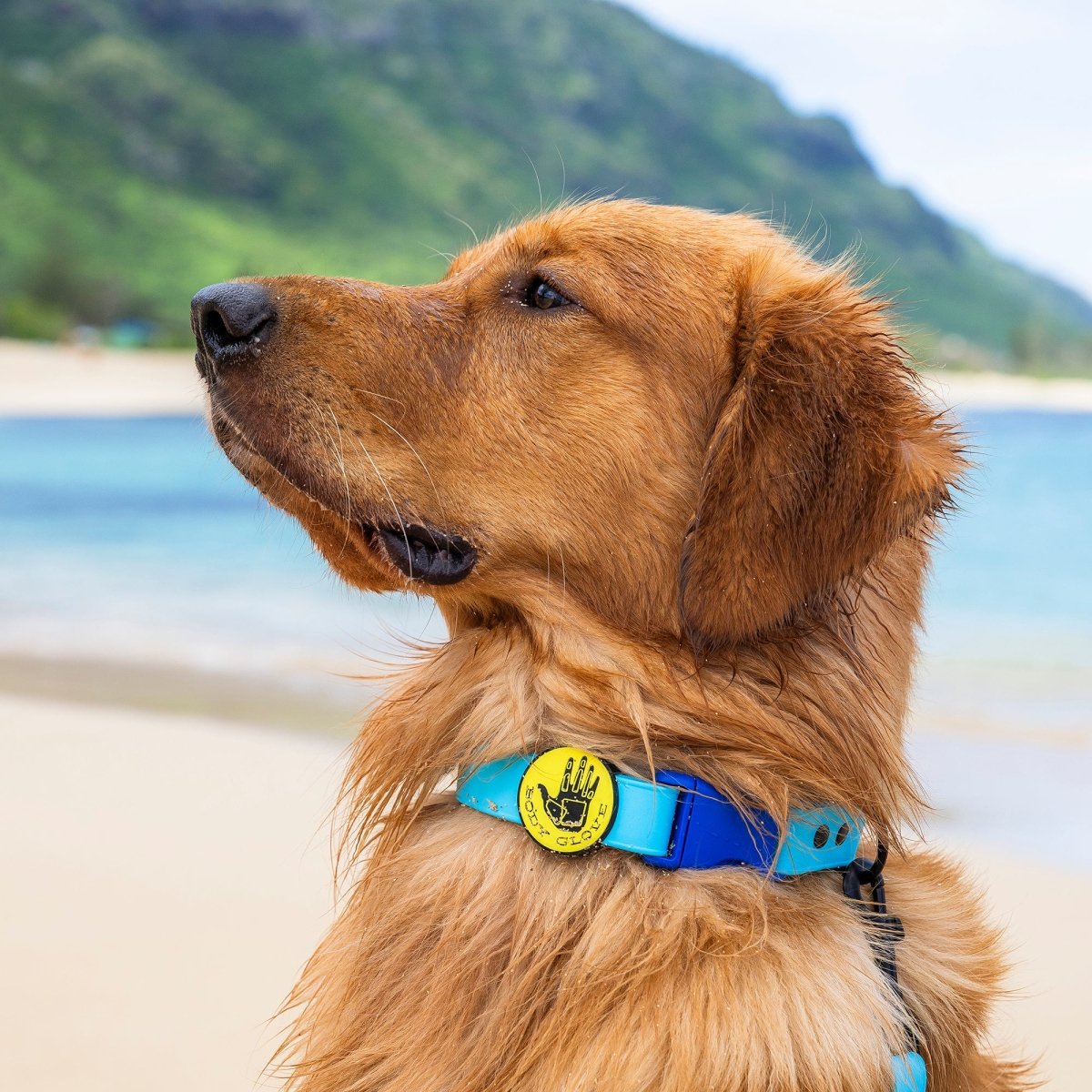 Body Glove Waterproof Dog Collar