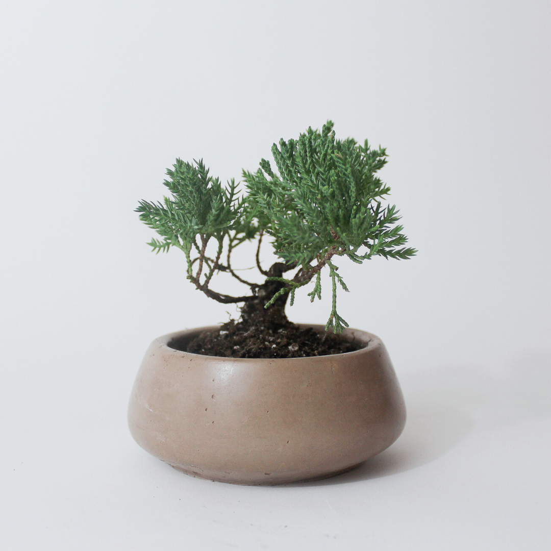 Small Bonsai Bowl