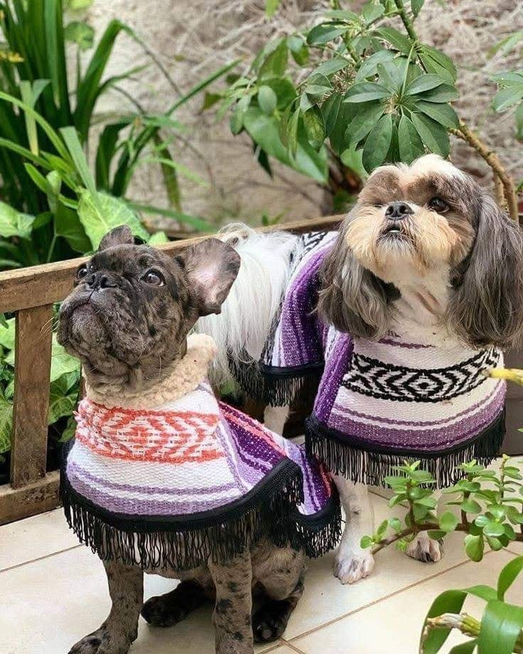 Dog Poncho/Zarape (12pcs.) With Fur! Con Borrega!