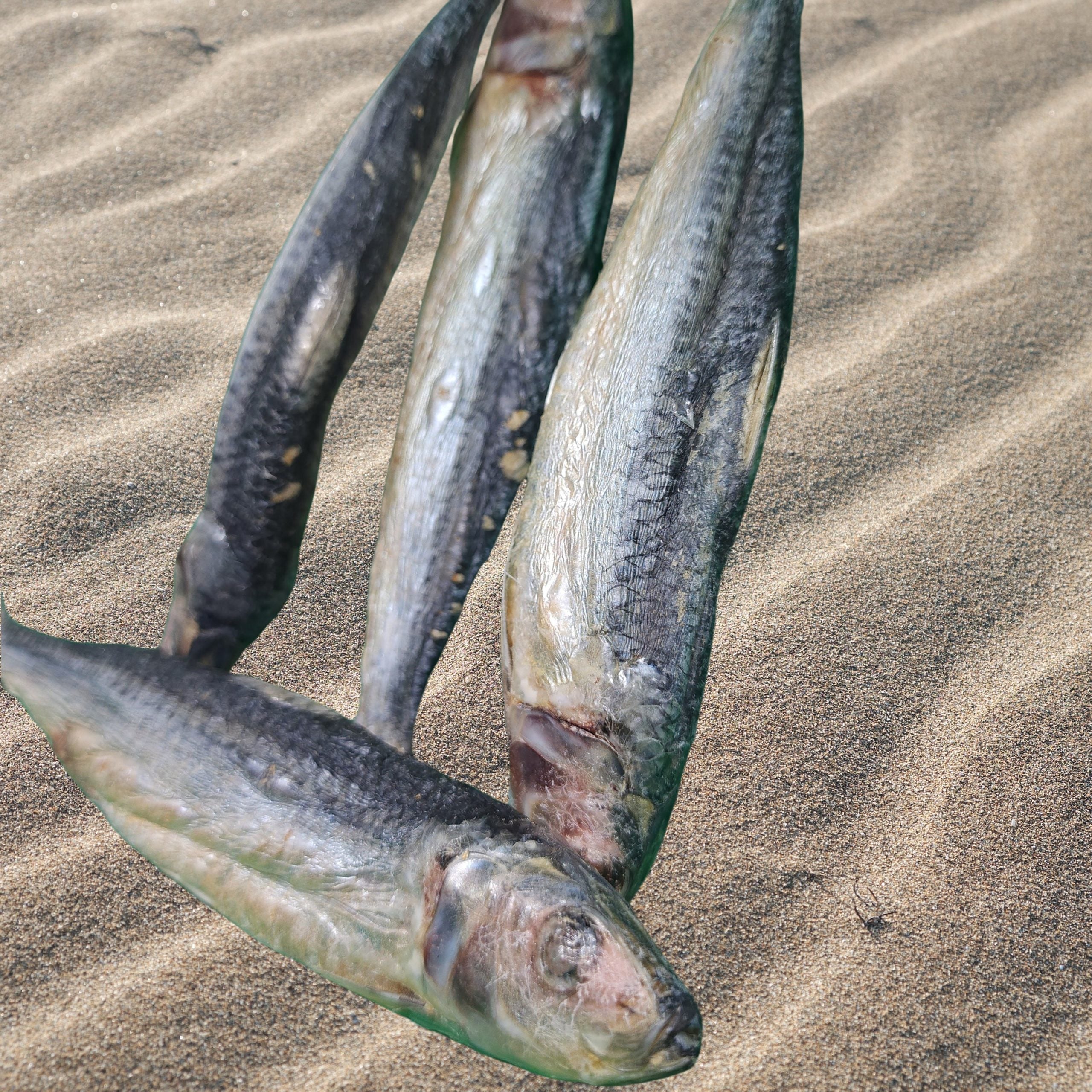 Freeze Dried Sardine