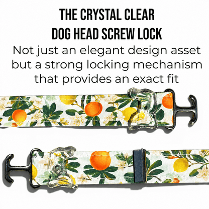 Classic Collar - Citrus Grove - Silver Hardware