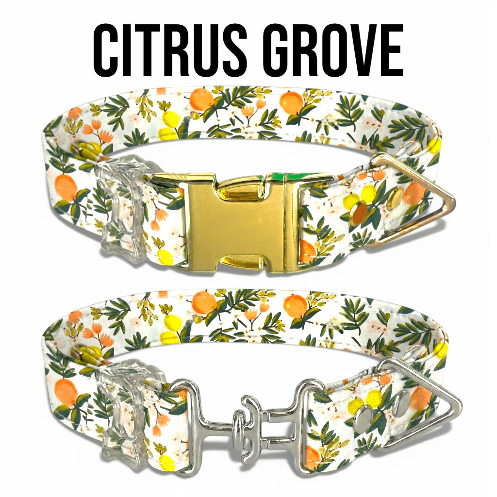 Classic Collection Collars- Stylish Designs