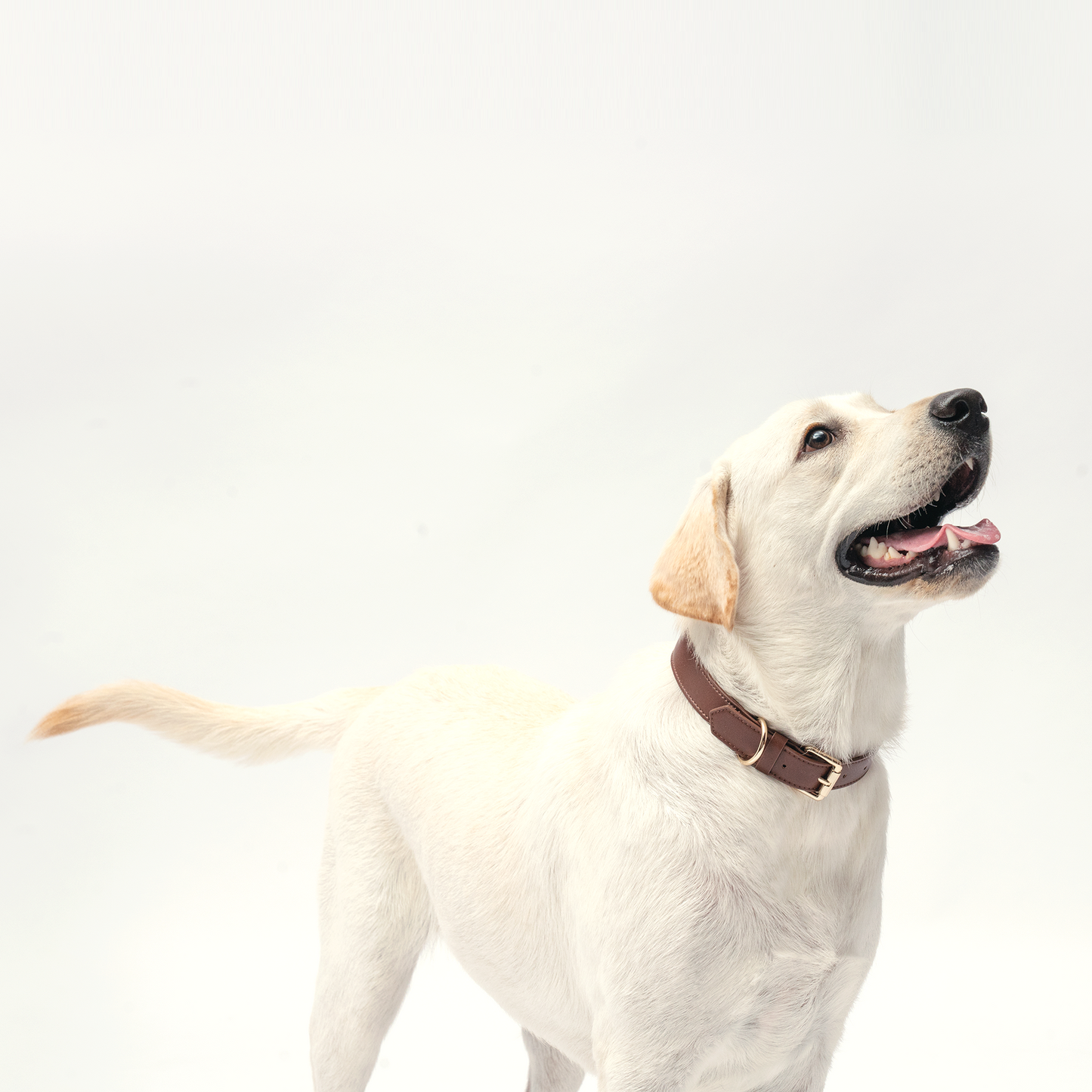 Collar - Chocolate Brown