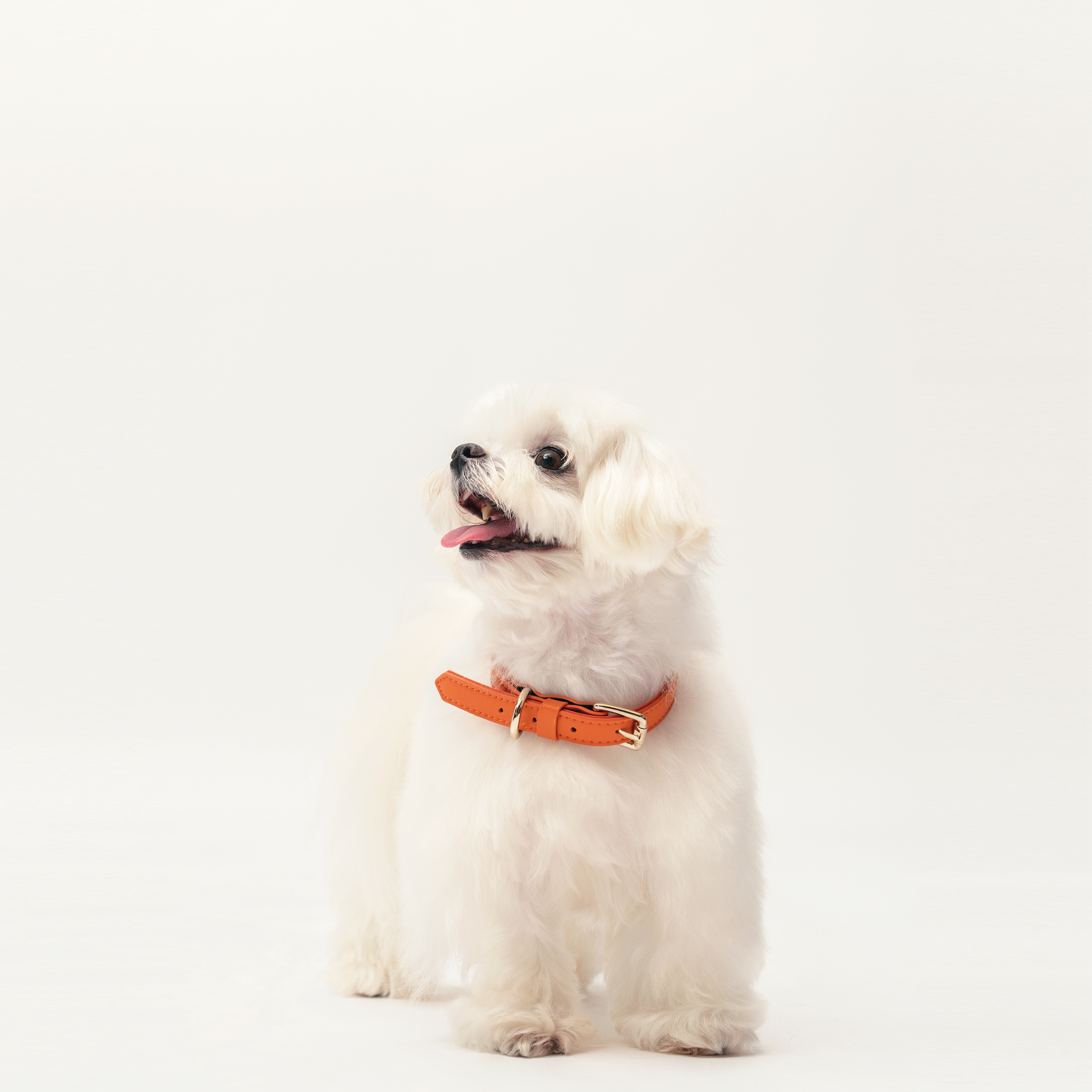 Collar - Tangerine Orange