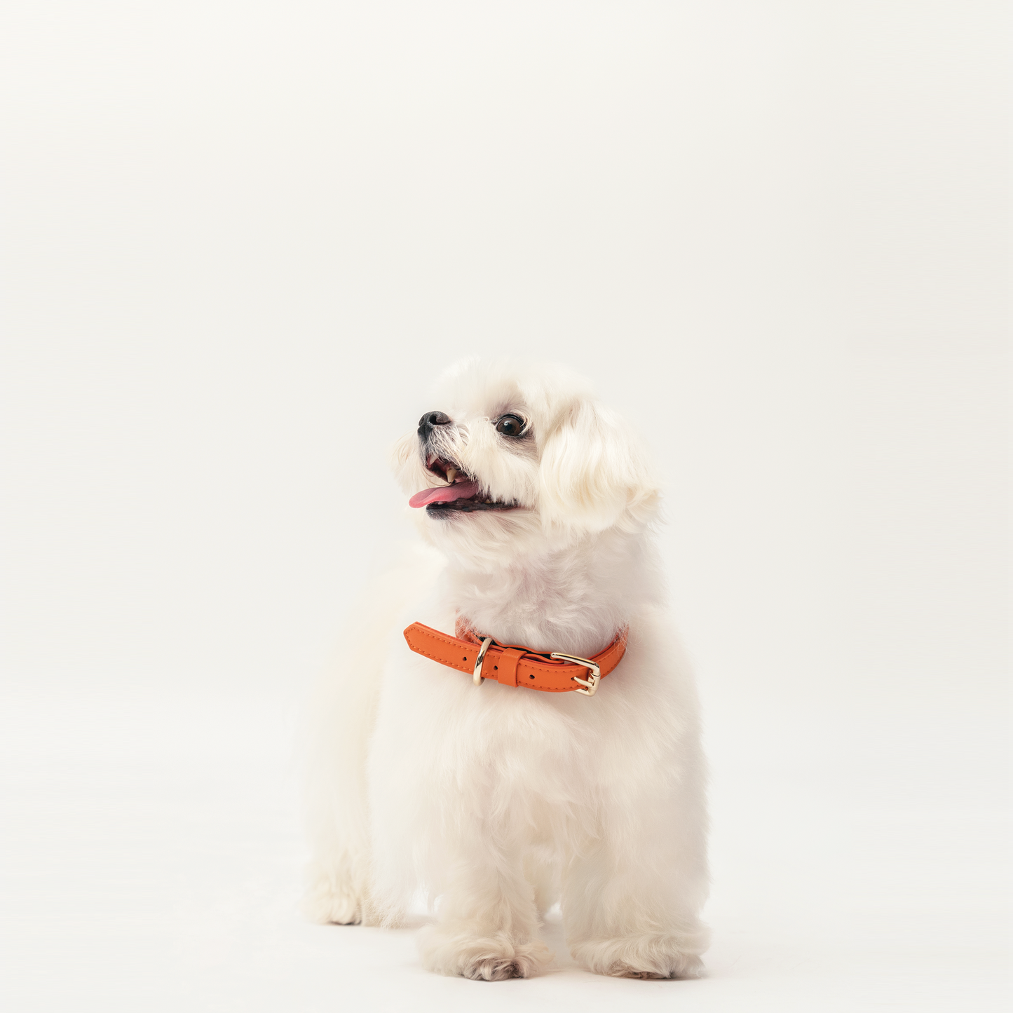 Collar - Tangerine Orange