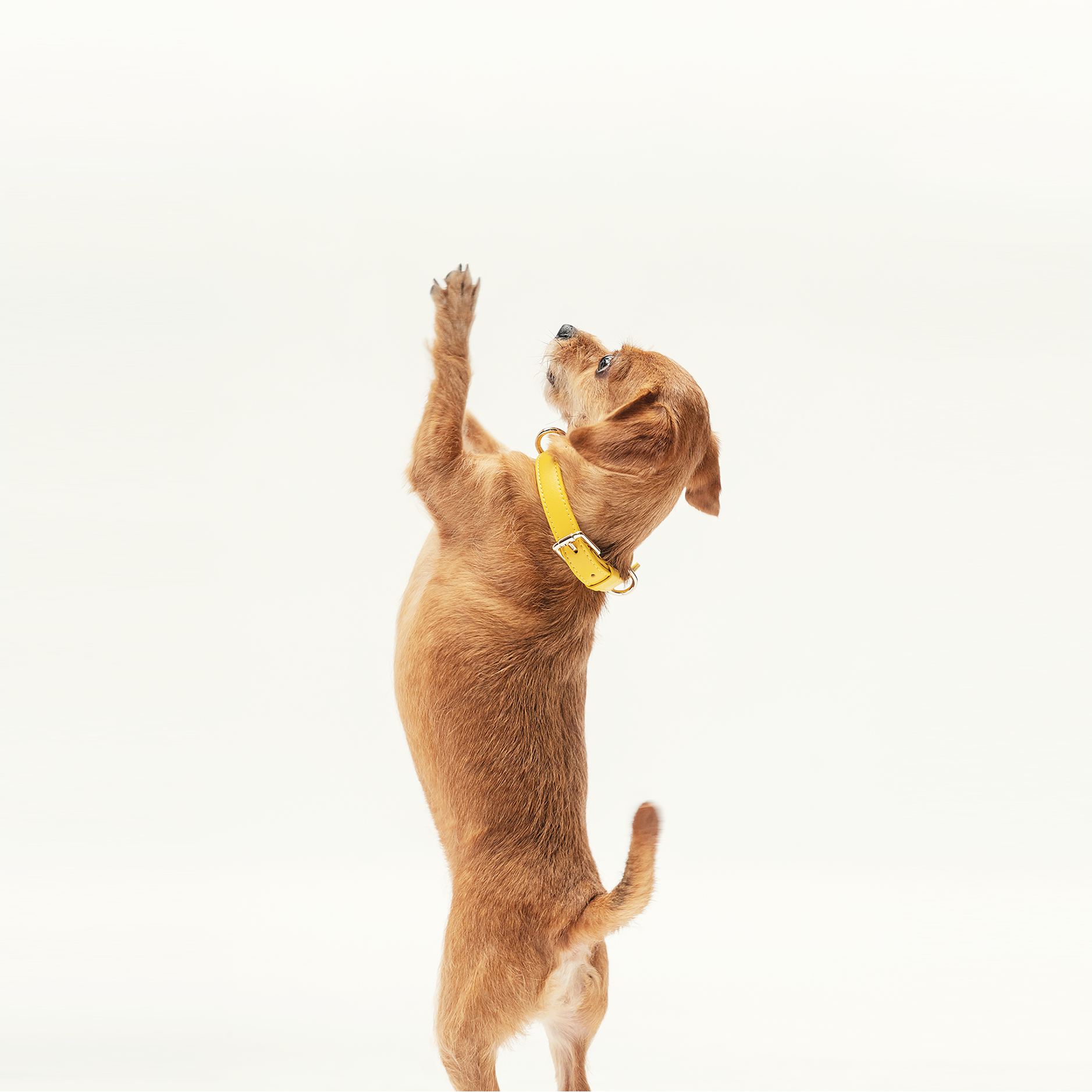 Collar - Bumblebee Yellow