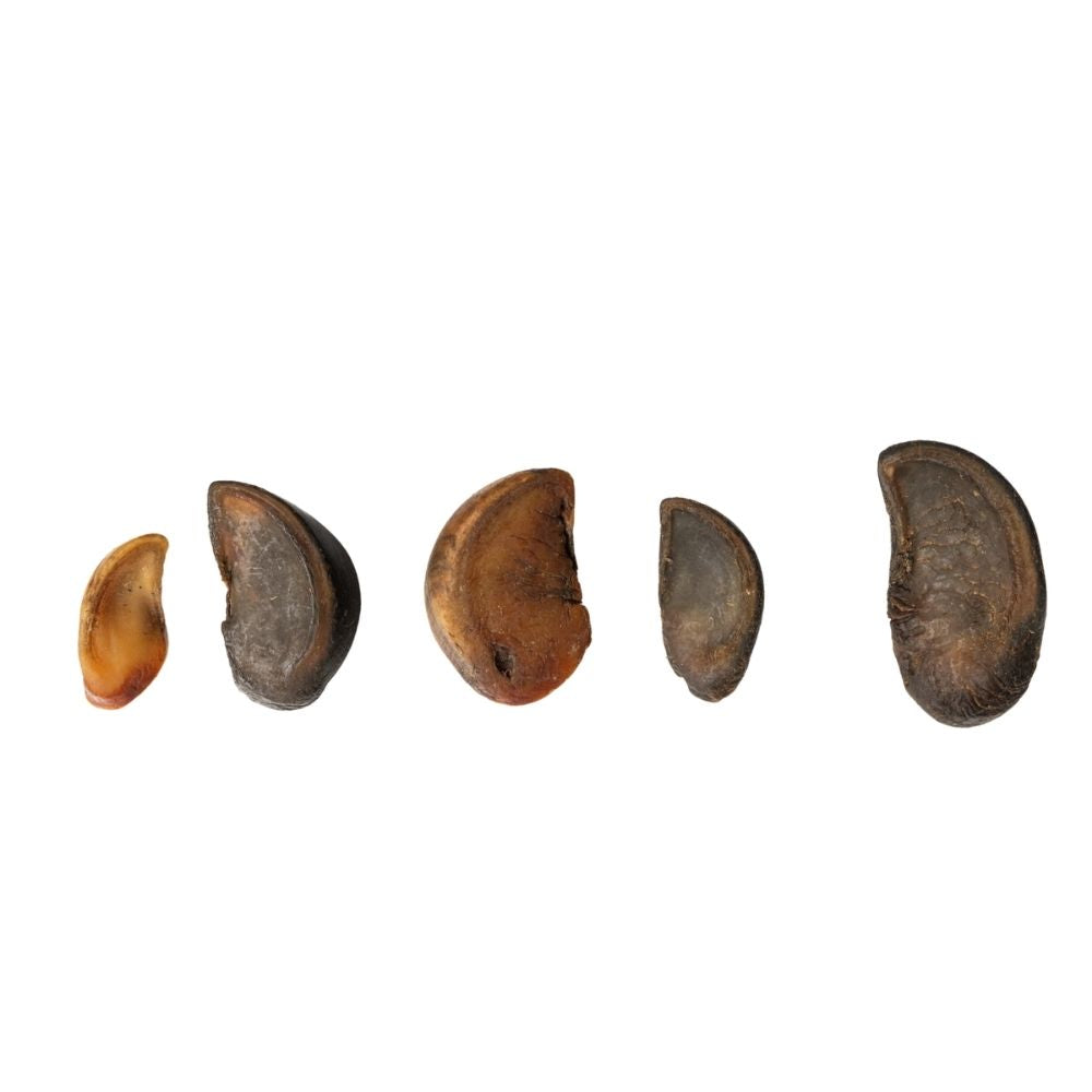 Cow Hoof Dog Chews | Natural Long-Lasting Dog Chews
