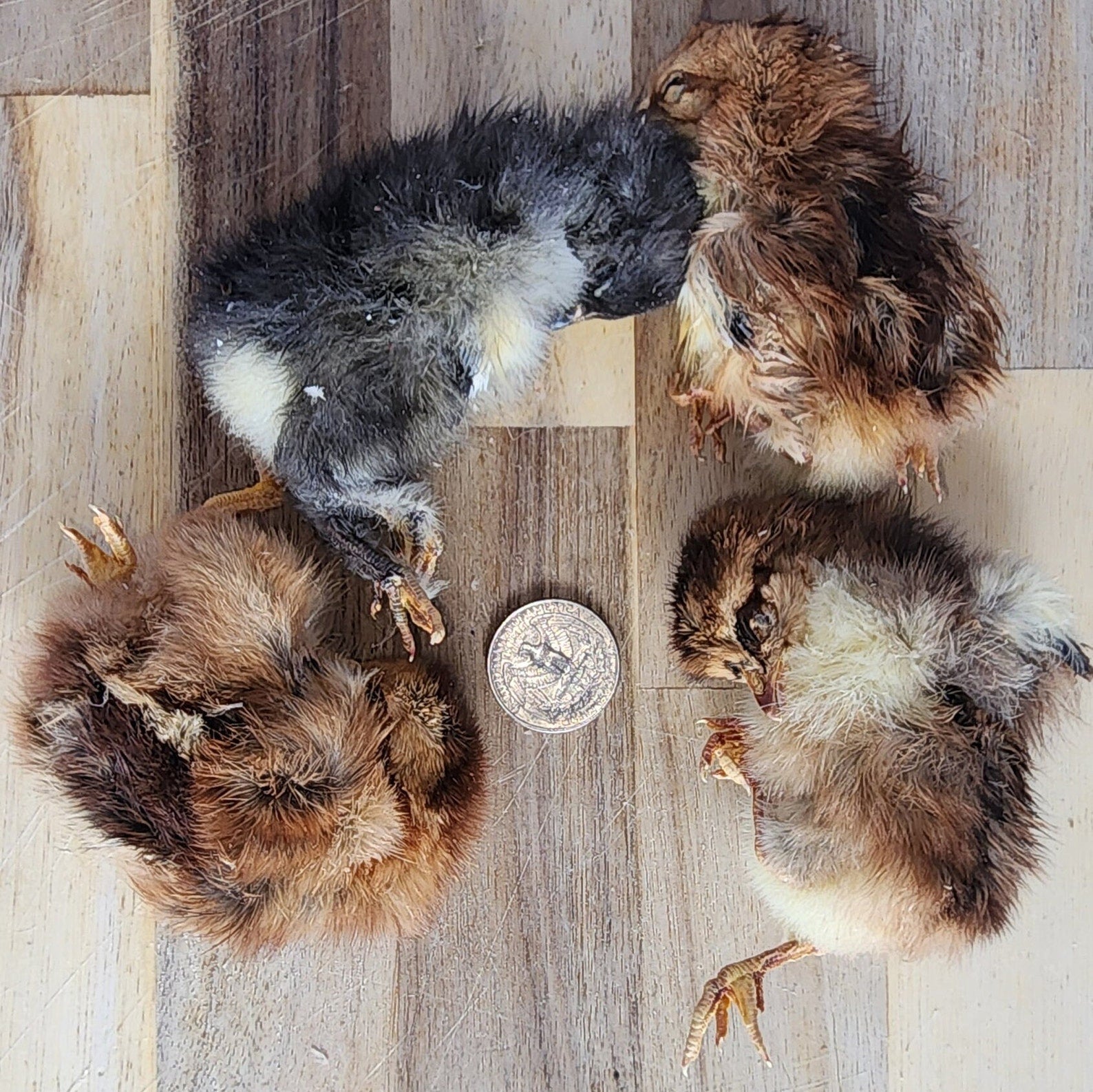 Freeze Dried Chicken (Baby)